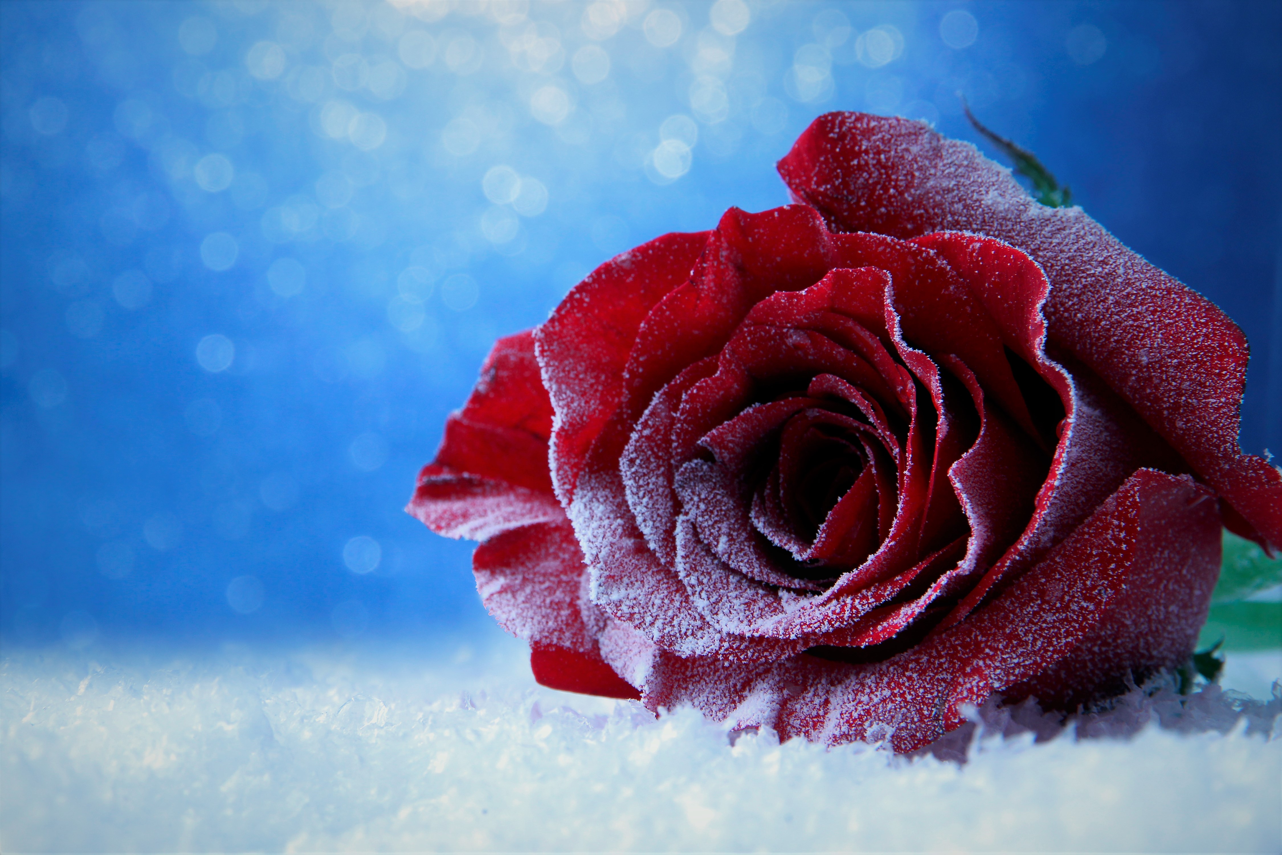 Download mobile wallpaper Flowers, Ice, Snow, Rose, Earth, Bokeh, Red Rose for free.