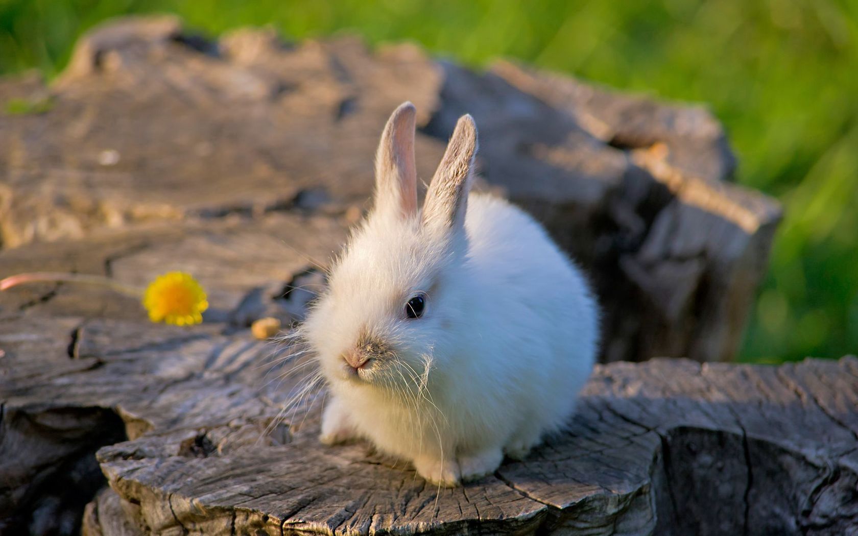 150378 скачать обои кролик, милый, светлый, животные, цветок, пенек - заставки и картинки бесплатно