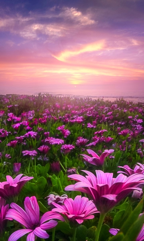 Download mobile wallpaper Flowers, Flower, Earth, Field, Daisy for free.