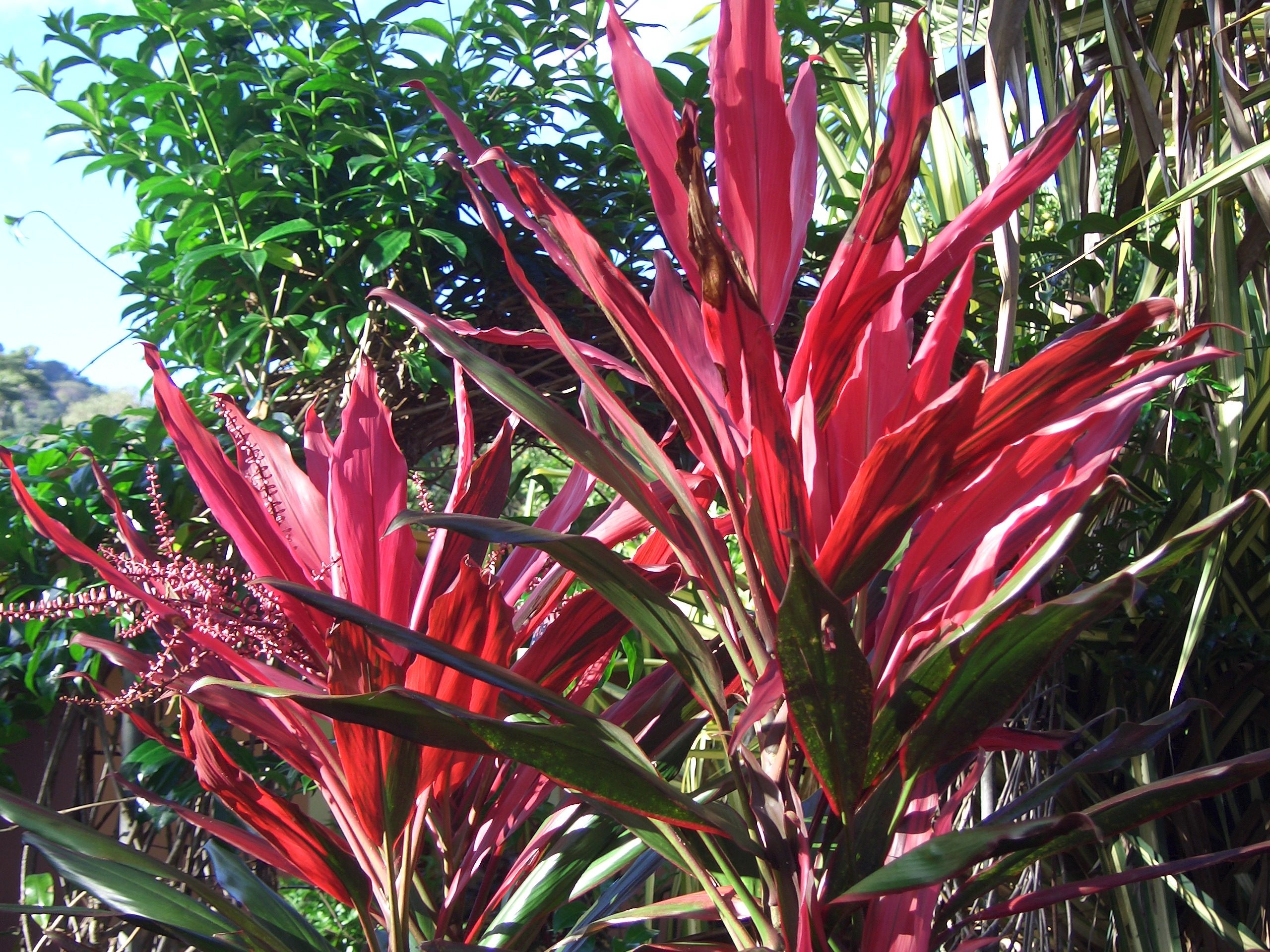 Descarga gratis la imagen Flor, Tierra/naturaleza en el escritorio de tu PC