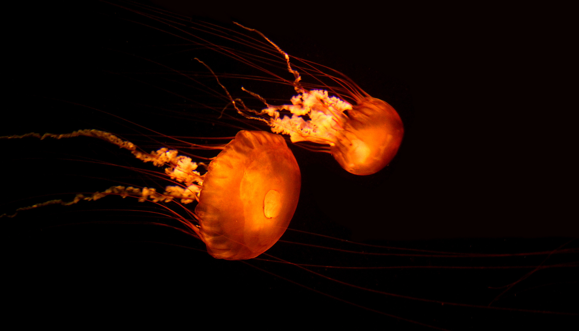 169374 descargar imagen medusa, peces, animales: fondos de pantalla y protectores de pantalla gratis