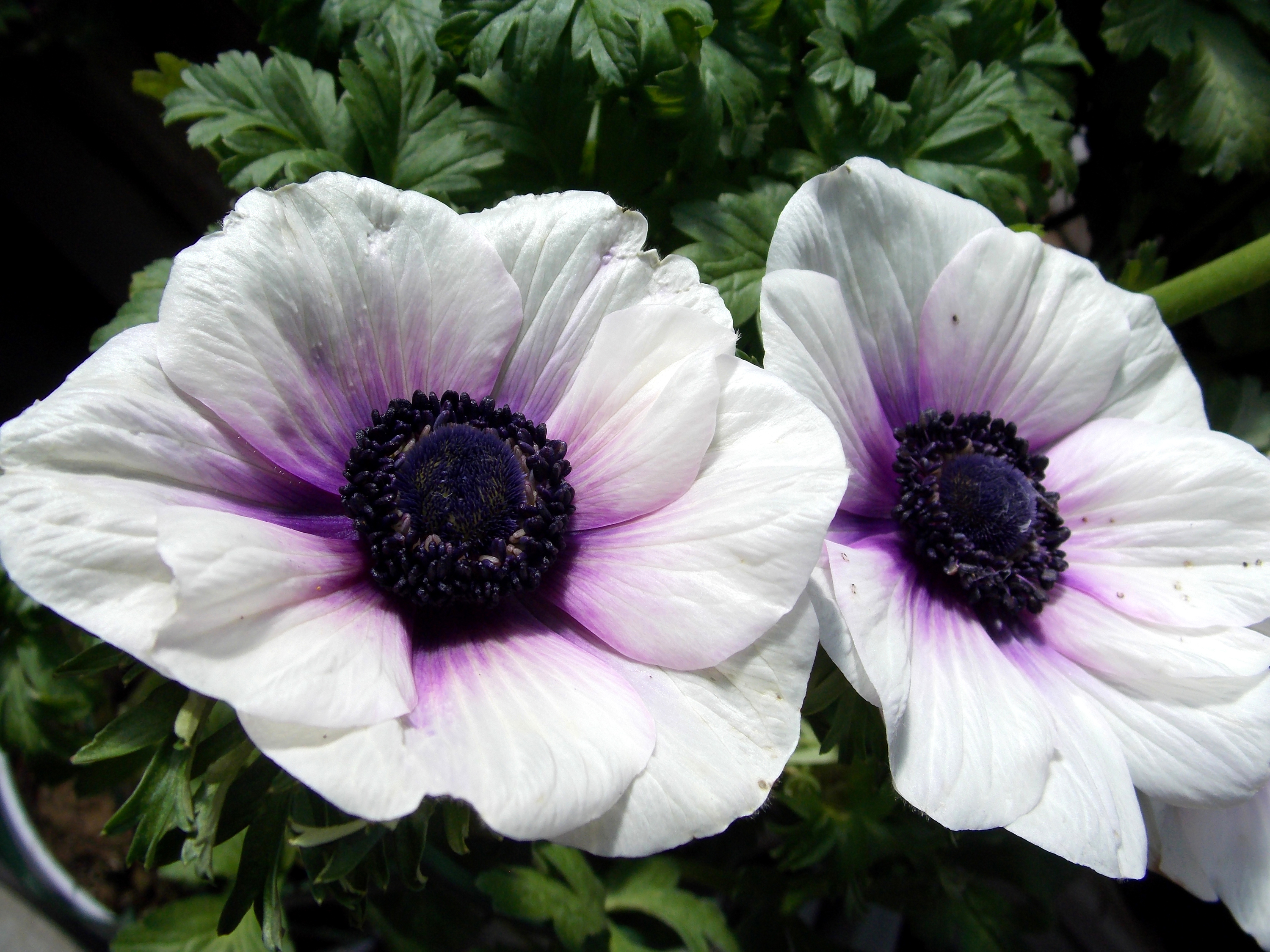 Free download wallpaper Flowers, Flower, Close Up, Earth, Anemone, White Flower on your PC desktop