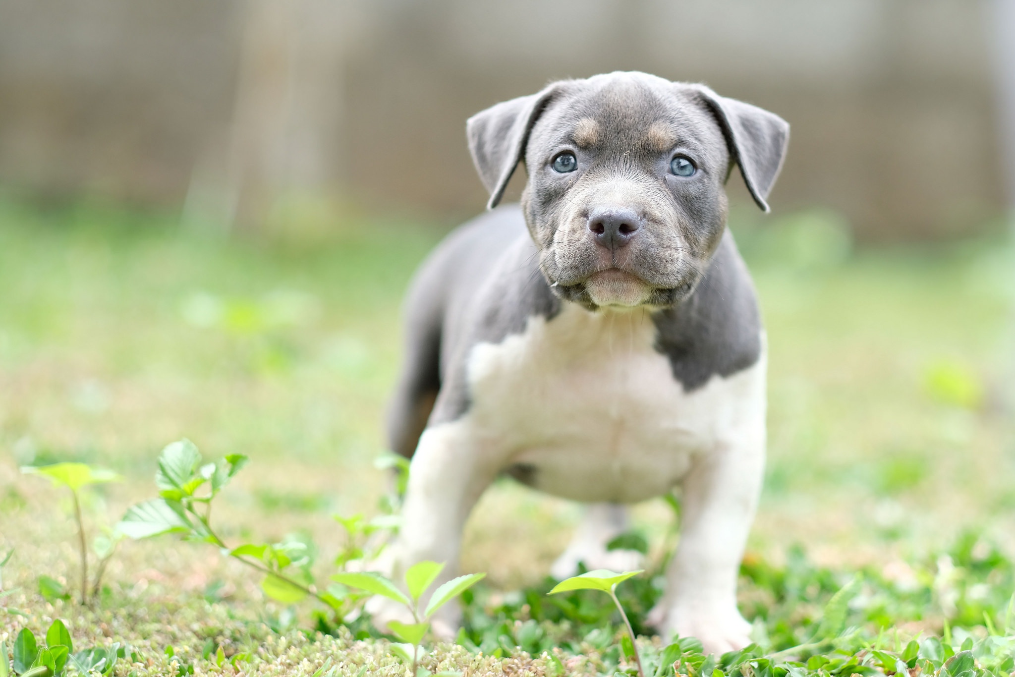 PCデスクトップに動物, 犬, 子犬, 赤ちゃん動物画像を無料でダウンロード