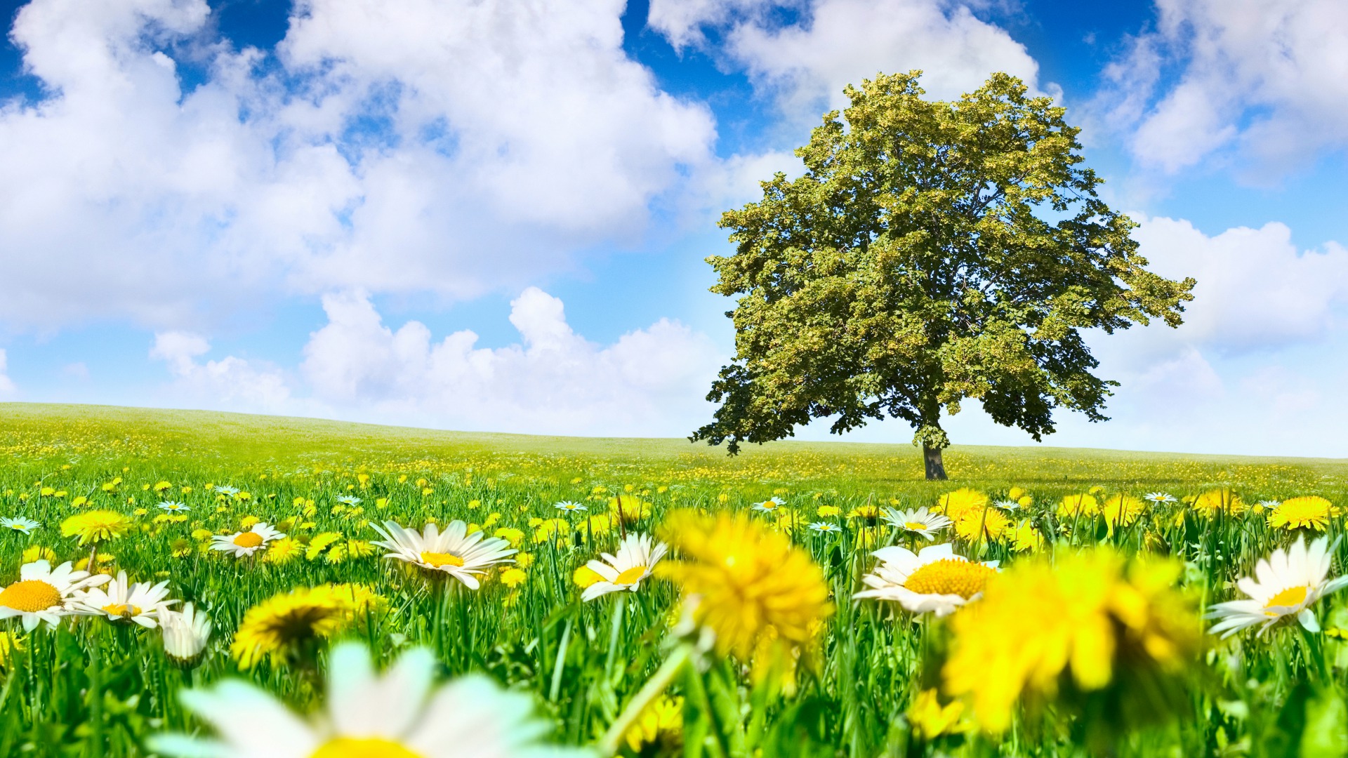 Скачать обои бесплатно Цветок, Дерево, Поле, Весна, Земля/природа картинка на рабочий стол ПК