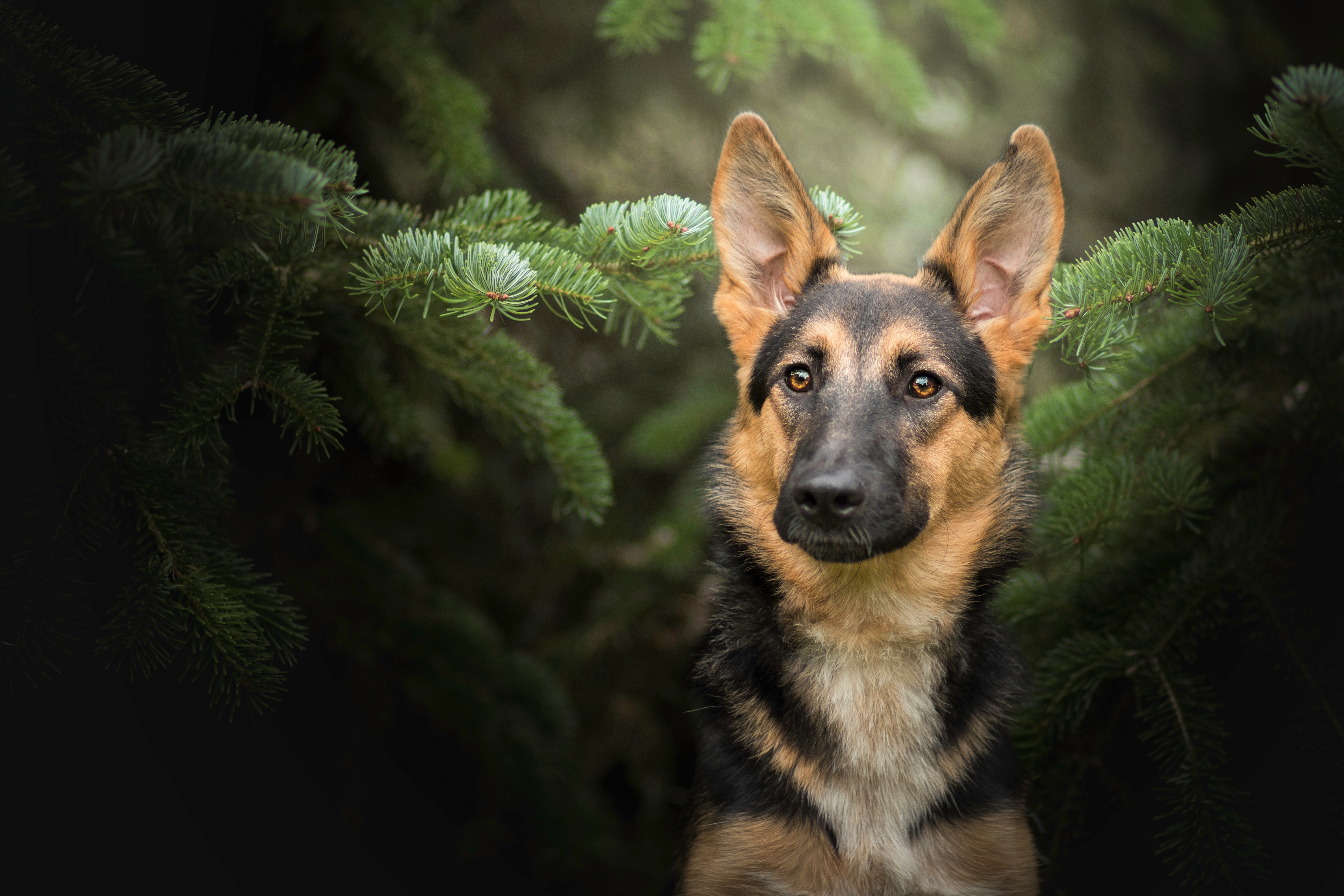 無料モバイル壁紙動物, 犬, ジャーマンシェパードをダウンロードします。