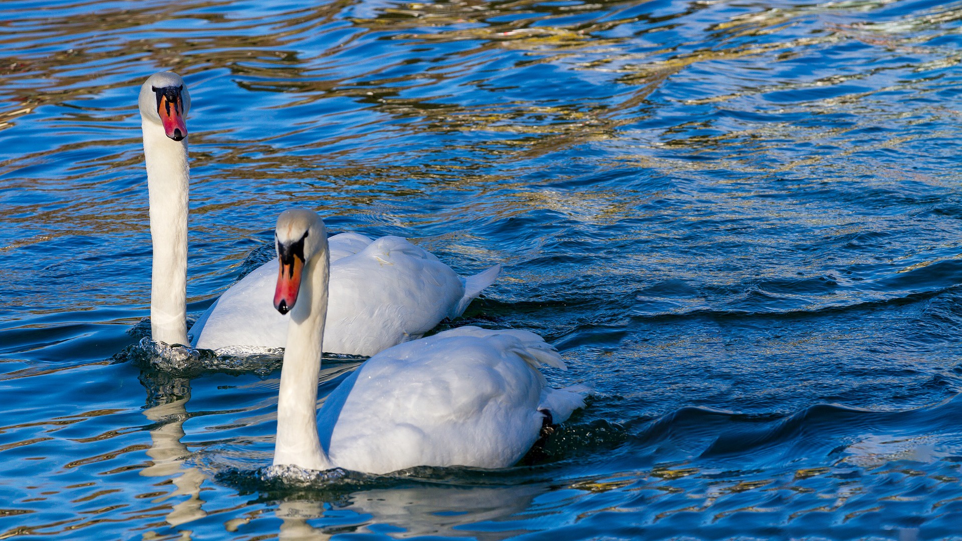 Téléchargez gratuitement l'image Animaux, Oiseau, Cygne, Des Oiseaux, Cygne Tuberculé sur le bureau de votre PC