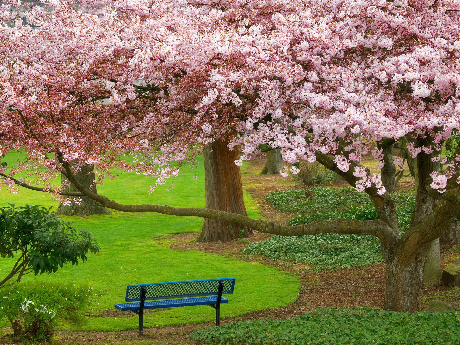 226010 descargar imagen primavera, fotografía, parque, banco, brementon, flor de cerezo, árbol, washington: fondos de pantalla y protectores de pantalla gratis