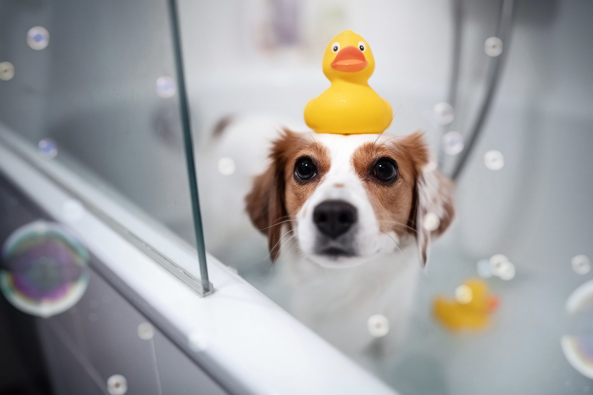 animal, dog, bath, bubble, dogs