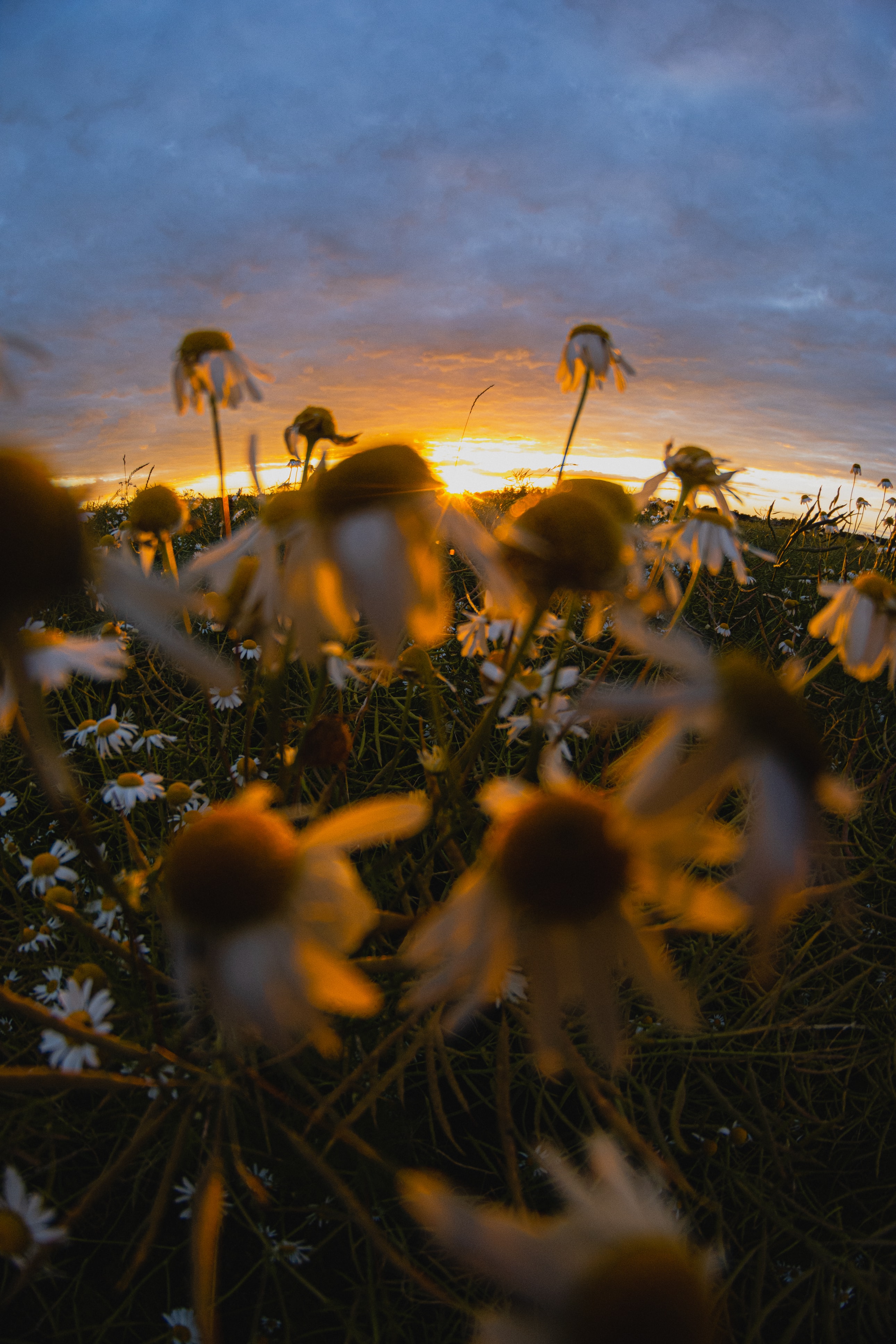 83874 descargar imagen flores, puesta del sol, hierba, manzanilla, flores silvestres: fondos de pantalla y protectores de pantalla gratis