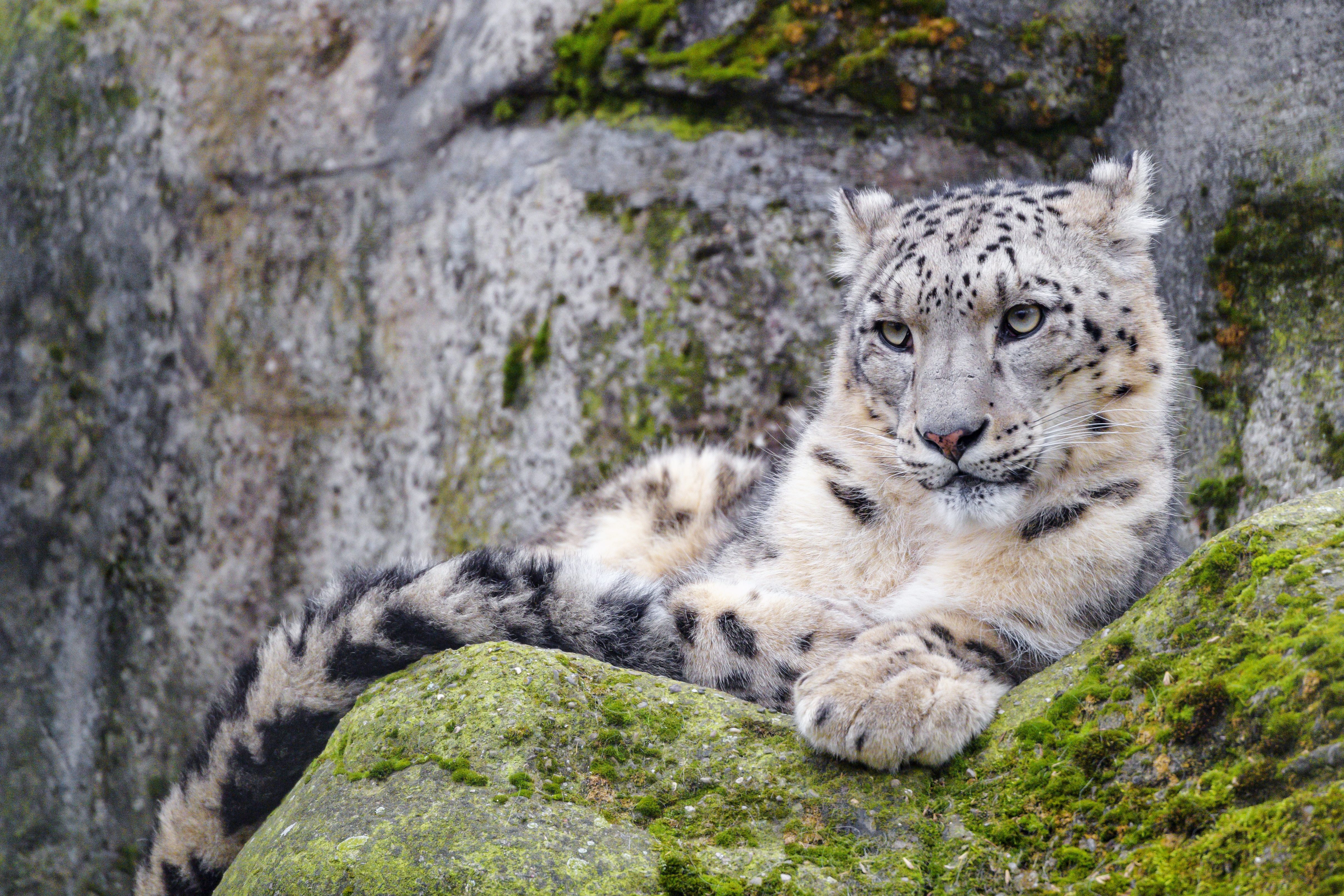 opinion, animals, snow leopard, predator, sight, wildlife, irbis