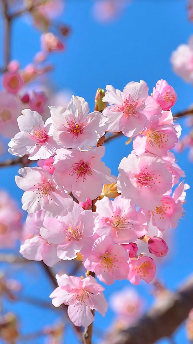 Скачати мобільні шпалери Квітка, Цвітіння, Земля, Весна, Впритул, Рожева Квітка, Вишневий Цвіт, Флауерзи безкоштовно.