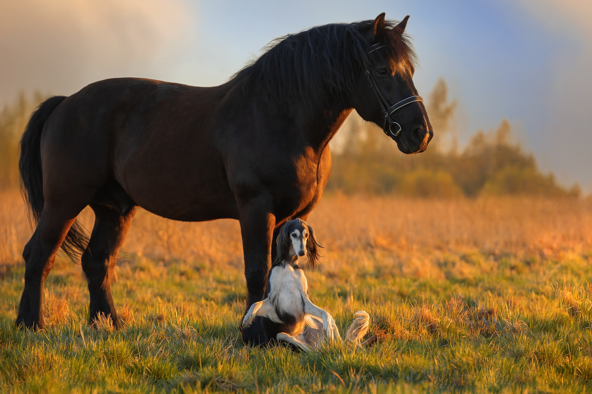 1024714 descargar fondo de pantalla animales, caballo, perro, saluki: protectores de pantalla e imágenes gratis