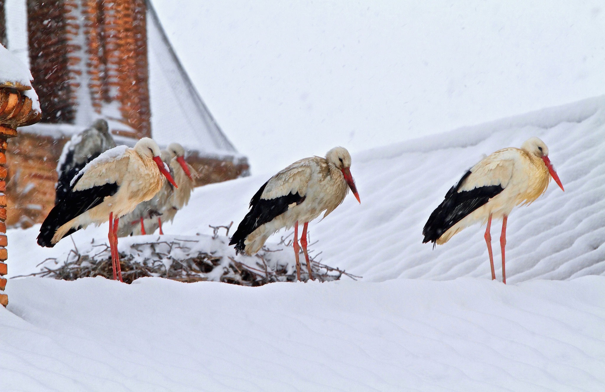 Download mobile wallpaper Winter, Birds, Snow, Bird, Animal, White Stork for free.