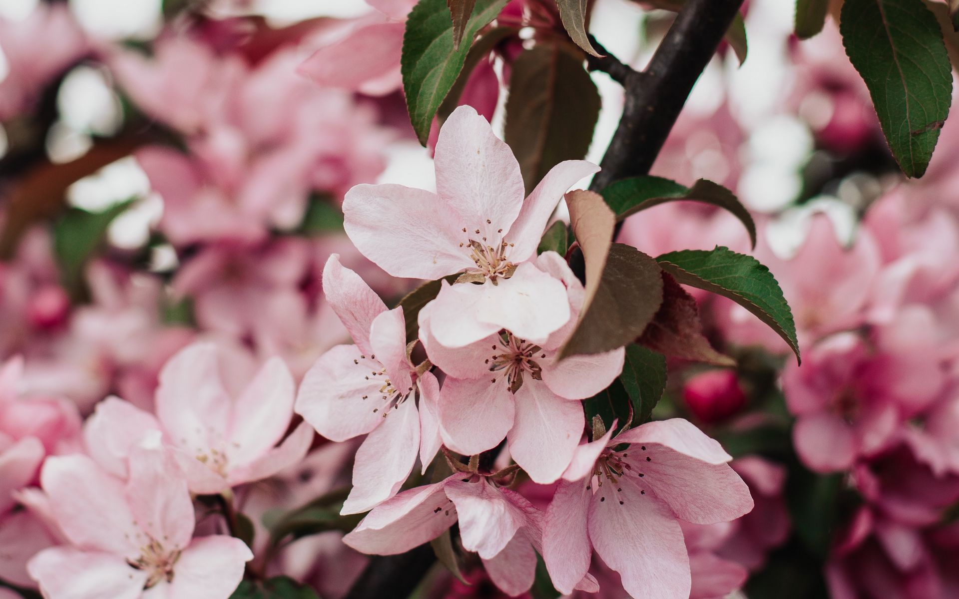 Descarga gratis la imagen Flores, Florecer, Tierra/naturaleza en el escritorio de tu PC