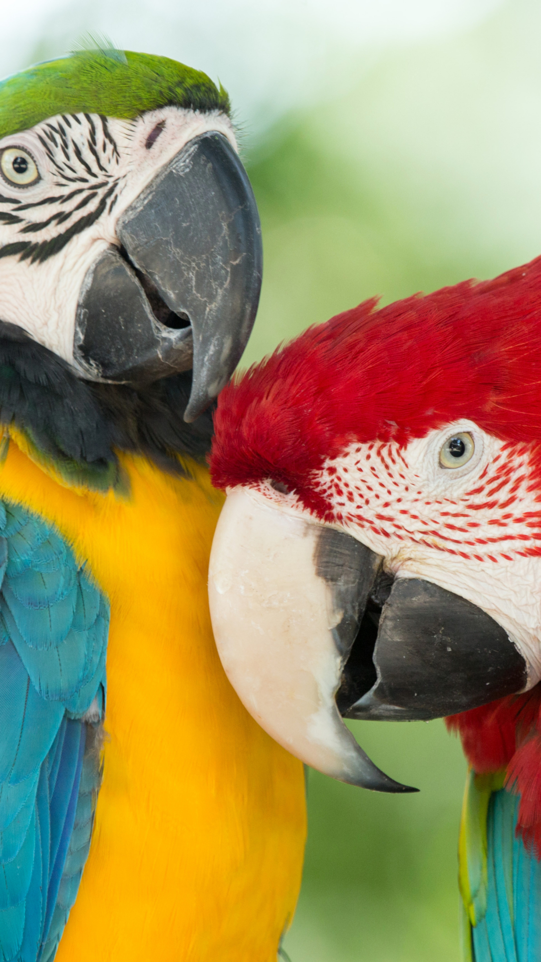 Descarga gratuita de fondo de pantalla para móvil de Animales, Guacamayo, Aves, Guacamayo Azul Y Amarillo, Ara Chloropterus, Guacamayo Rojo Y Verde.