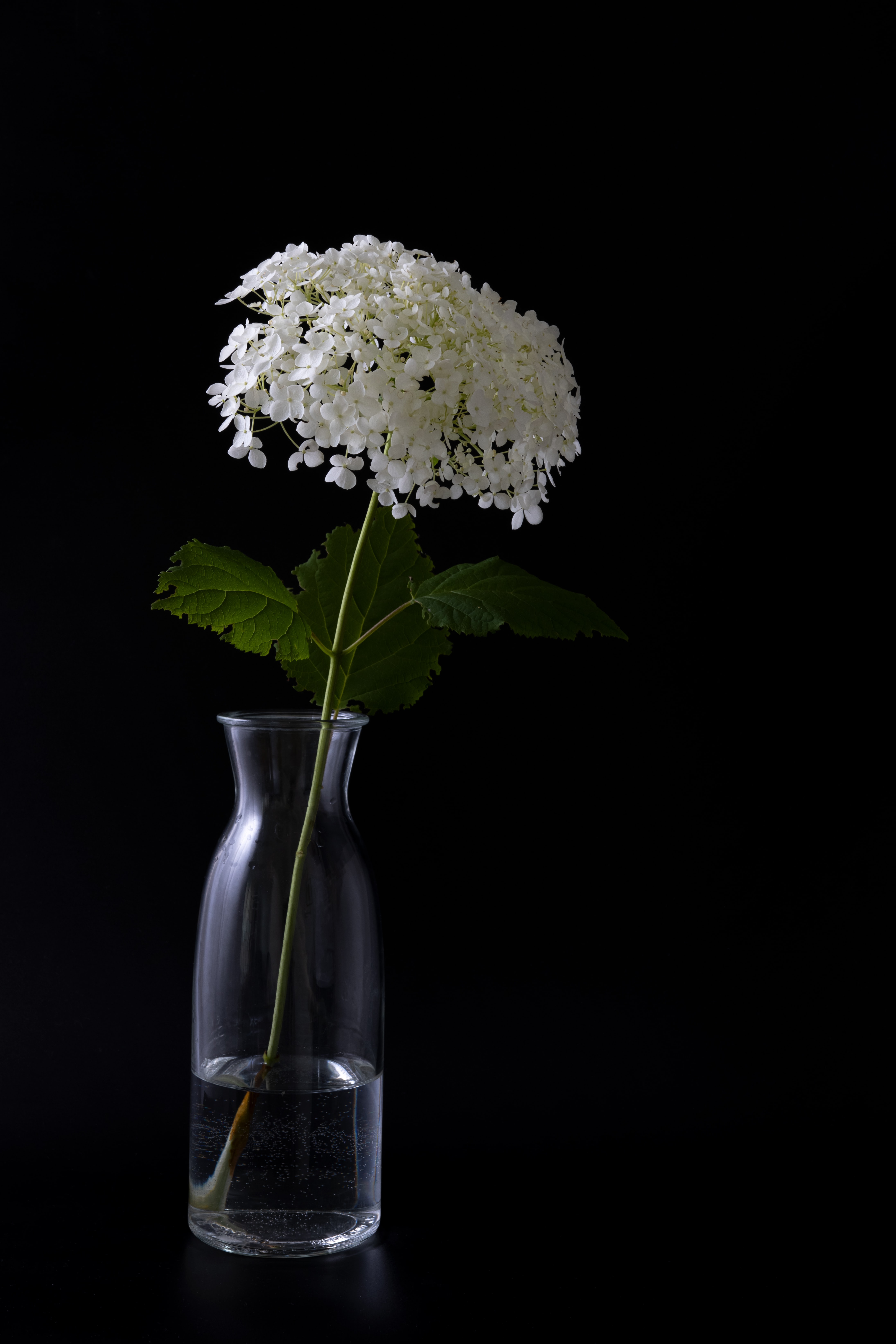 vase, black, flowers, hydrangea