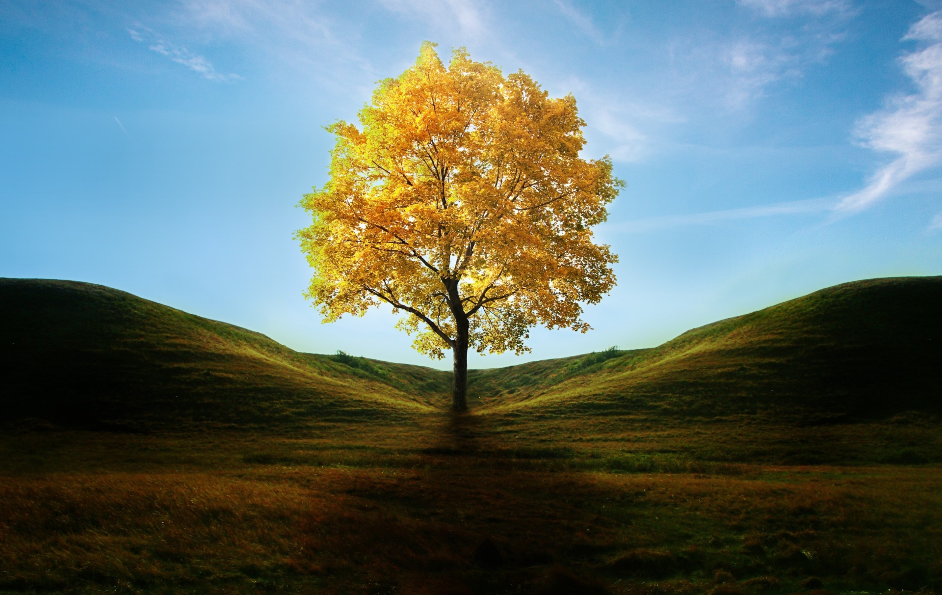 Скачать картинку Деревья, Трава, Осень, Дерево, Поле, Земля/природа в телефон бесплатно.