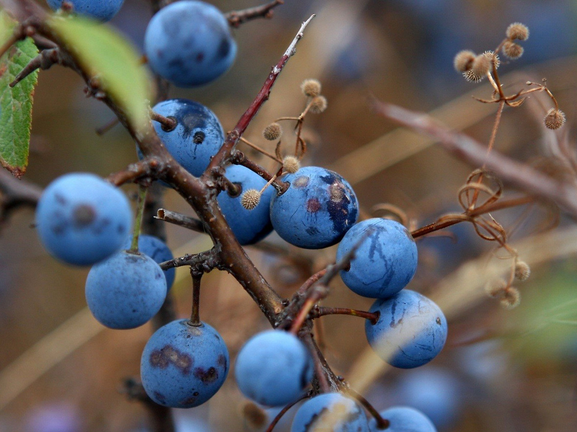 Free download wallpaper Food, Blueberry, Fruit on your PC desktop