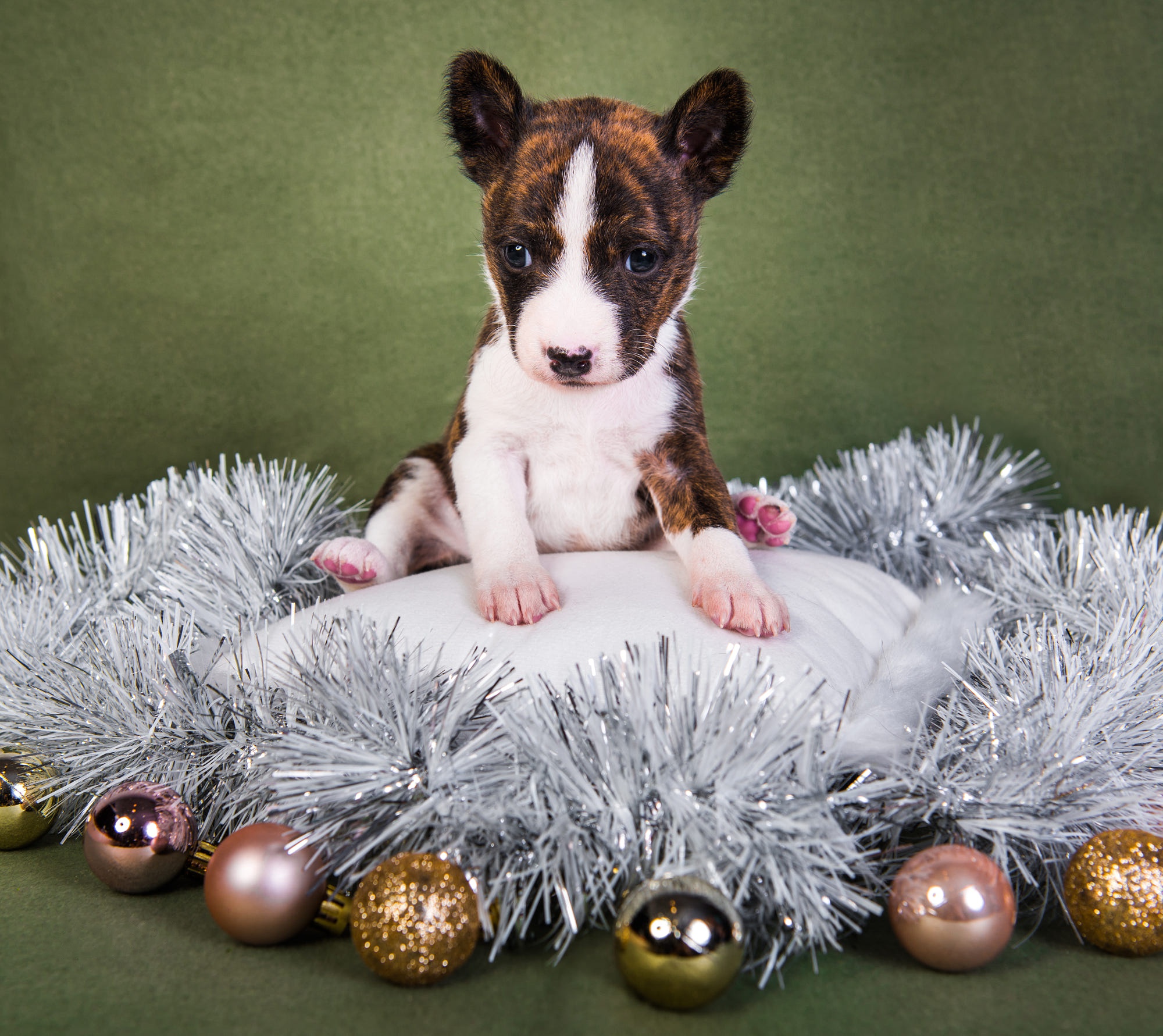 Free download wallpaper Dogs, Dog, Christmas, Animal, Puppy, Pit Bull on your PC desktop