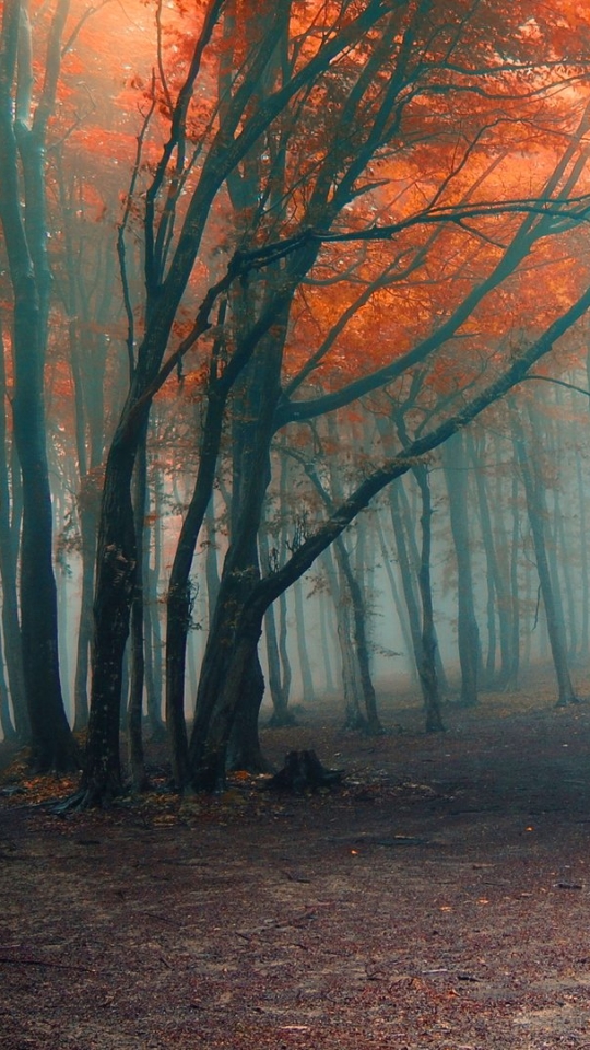 Download mobile wallpaper Road, Forest, Fog, Fall, Earth, Path for free.