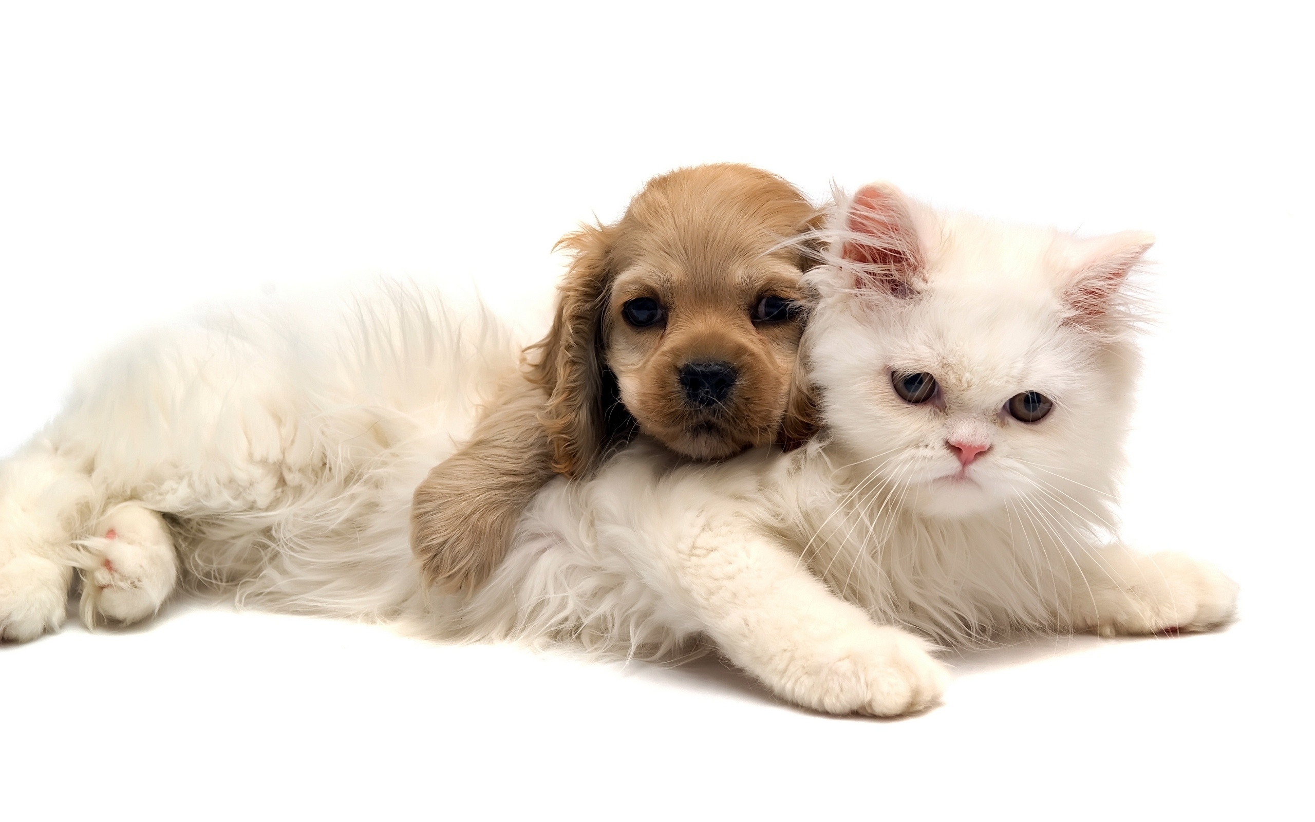 Baixe gratuitamente a imagem Animais, Gatos, Cães na área de trabalho do seu PC
