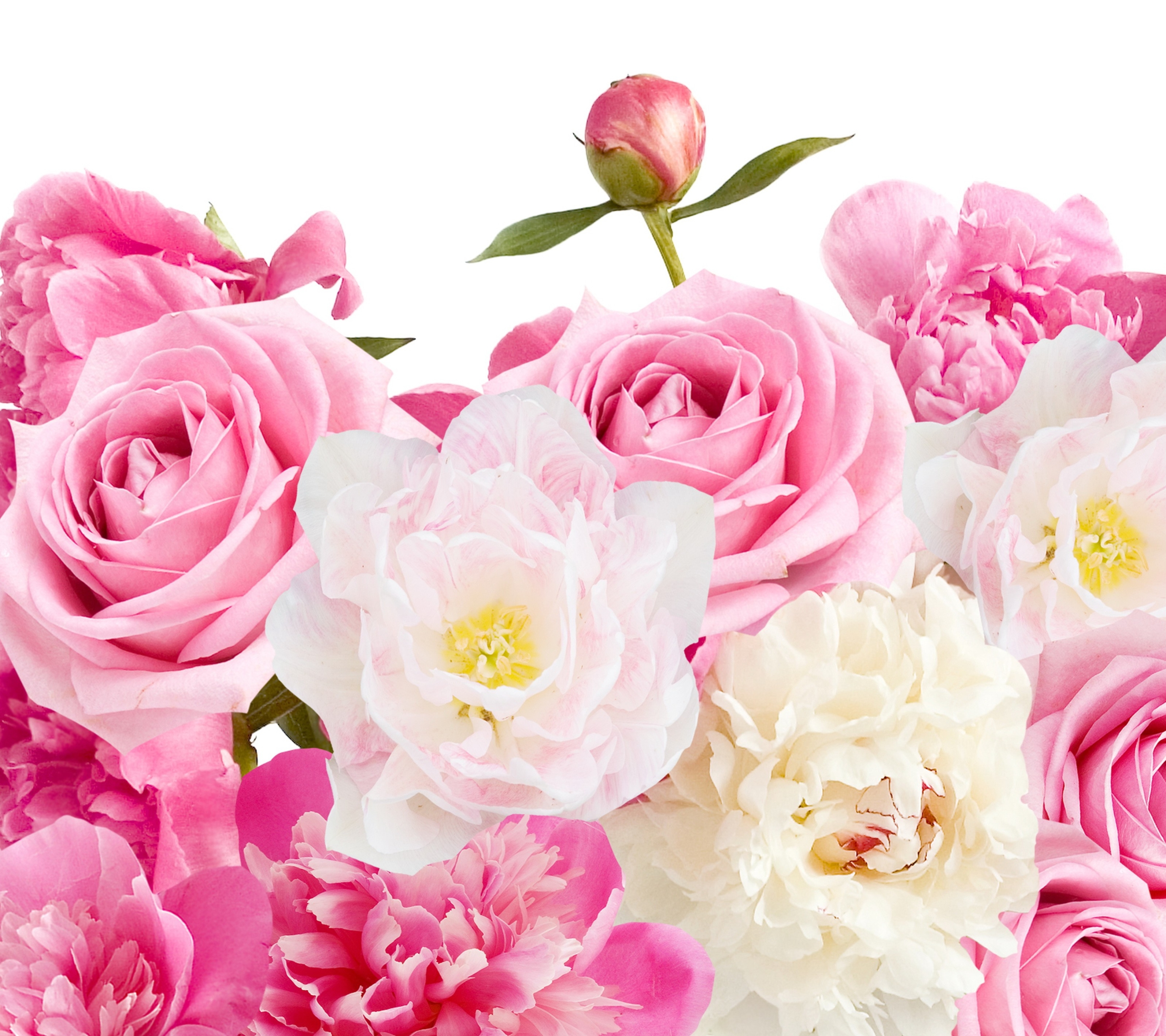 Скачати мобільні шпалери Квітка, Роза, Земля, Півонія, Рожева Квітка, Флауерзи безкоштовно.