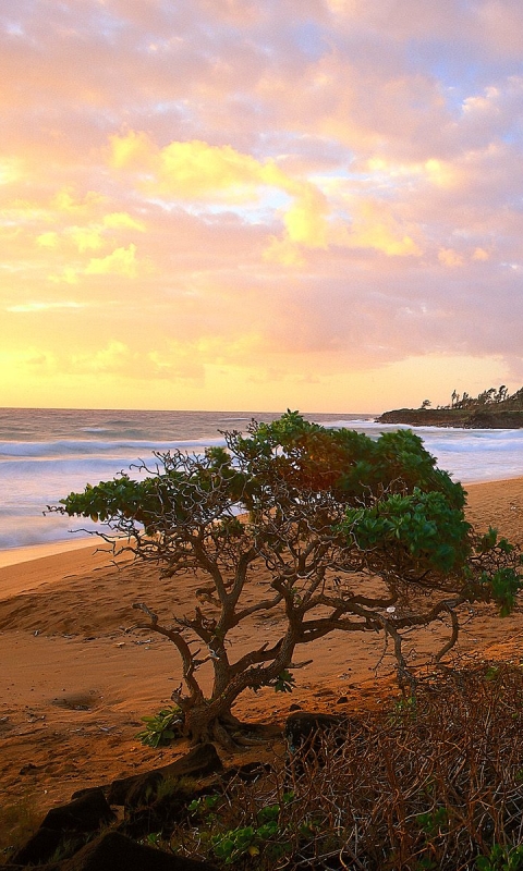 Download mobile wallpaper Sea, Beach, Sand, Tree, Ocean, Earth, Coastline for free.