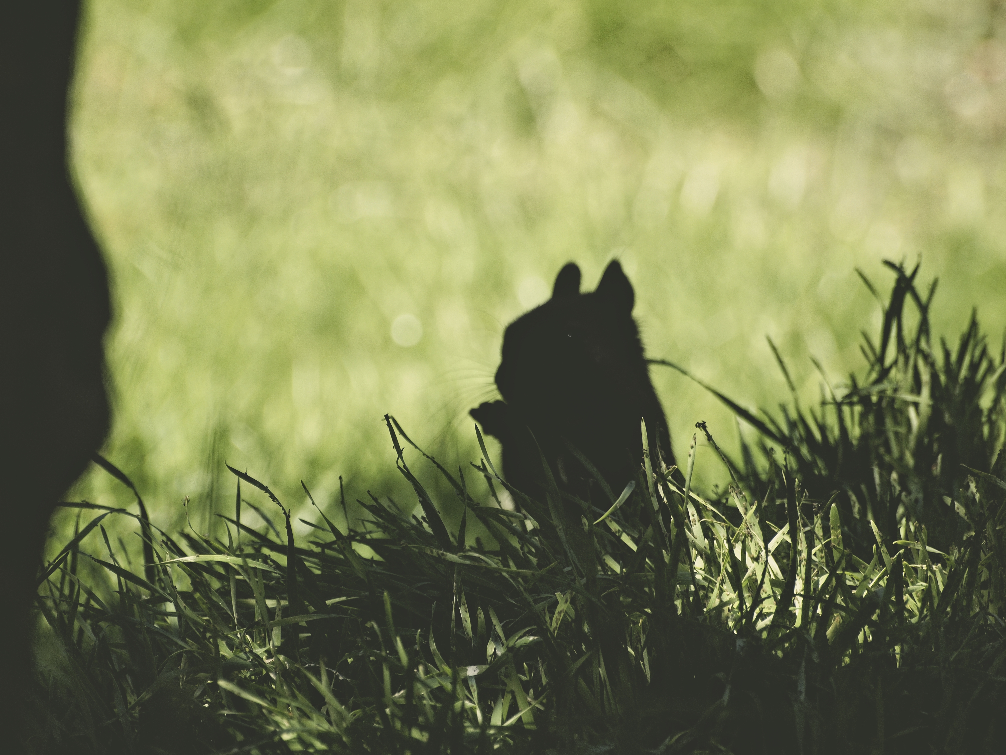 Free download wallpaper Squirrel, Grass, Dark, Animal, Animals, Silhouette on your PC desktop