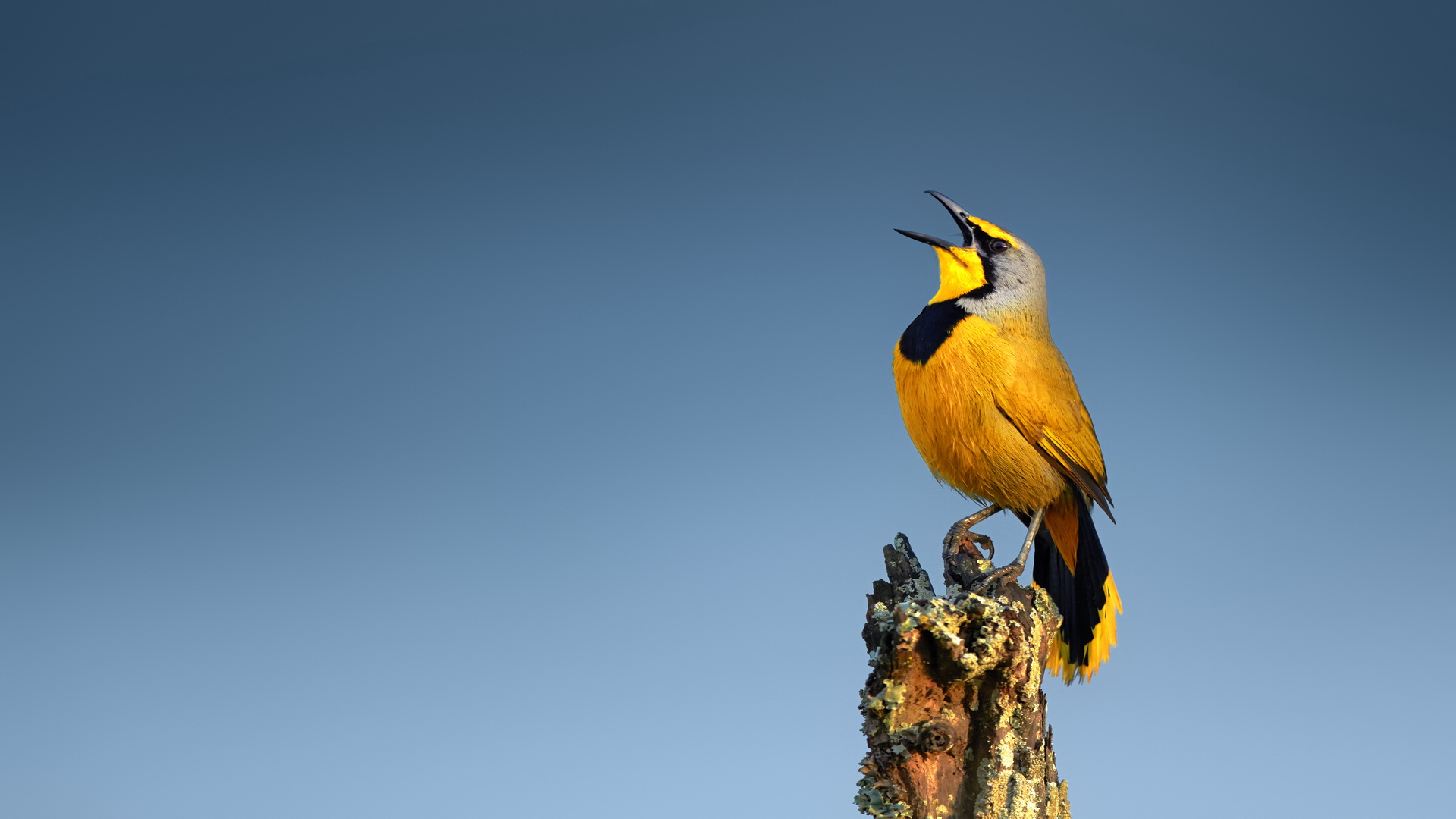 PCデスクトップに動物, 鳥画像を無料でダウンロード