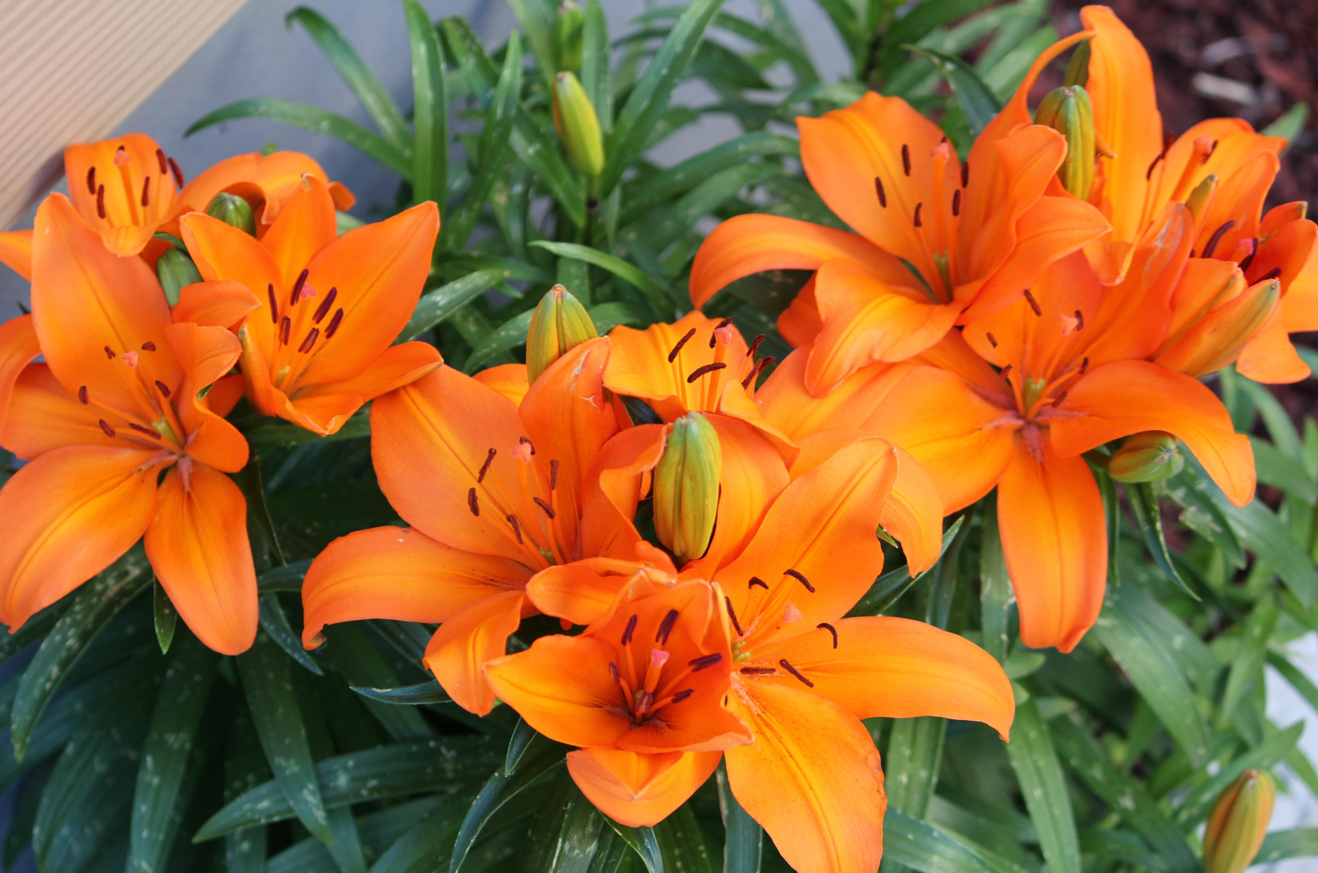 flowers, lilies, orange, bright
