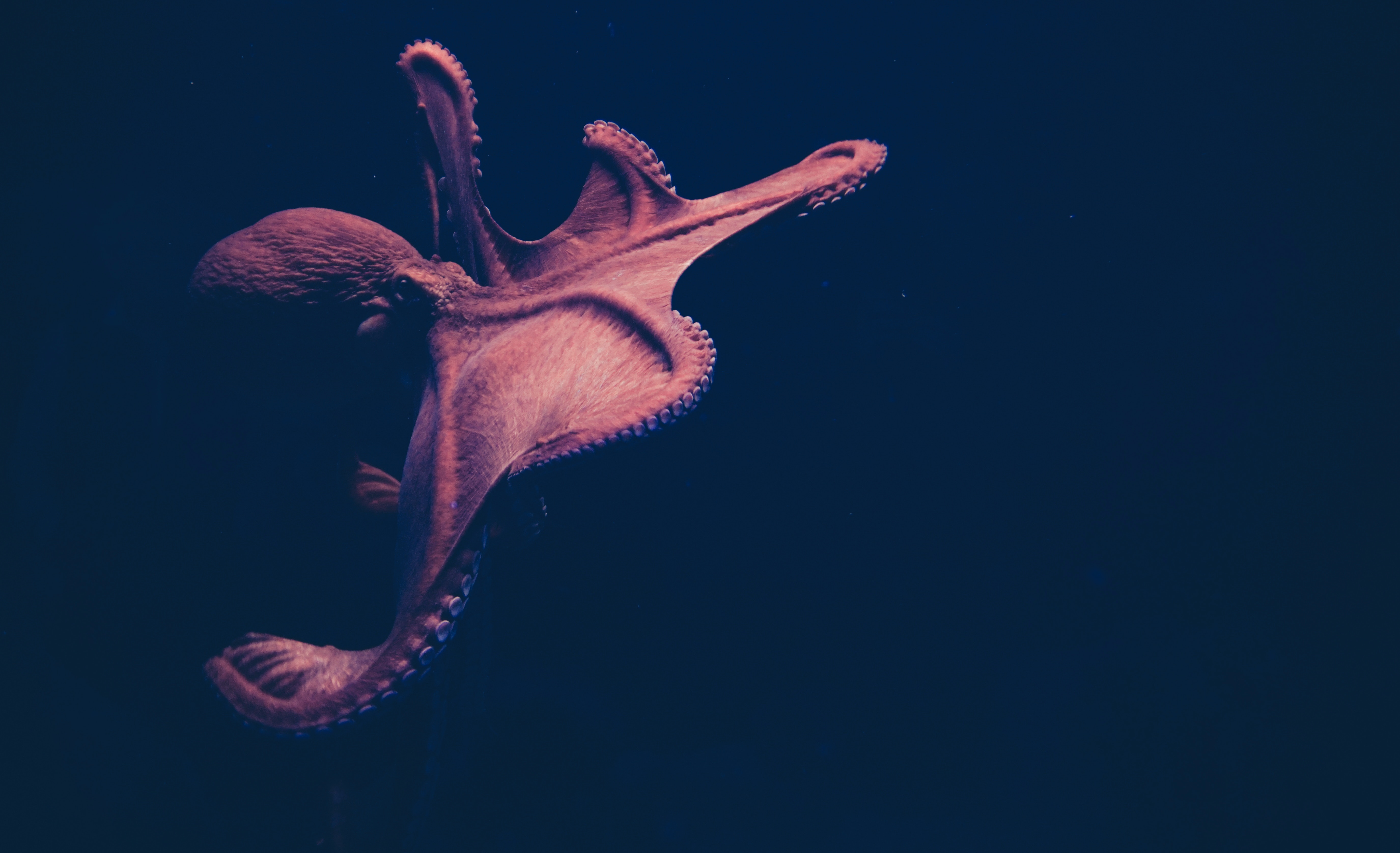 Download mobile wallpaper Octopus, Animal, Underwater for free.