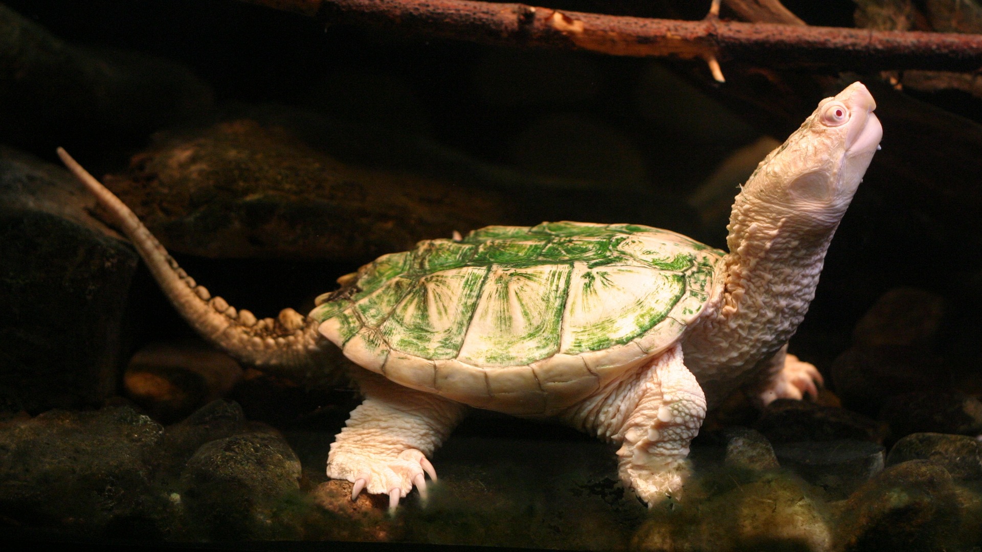 521825 Bild herunterladen tiere, schildkröte, schildkröten - Hintergrundbilder und Bildschirmschoner kostenlos