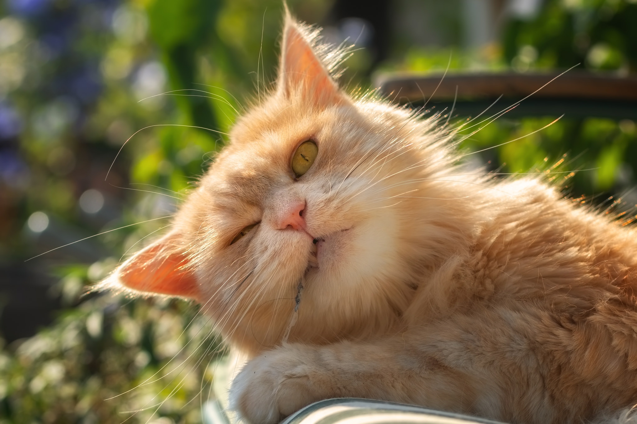 Baixe gratuitamente a imagem Animais, Gatos, Gato na área de trabalho do seu PC