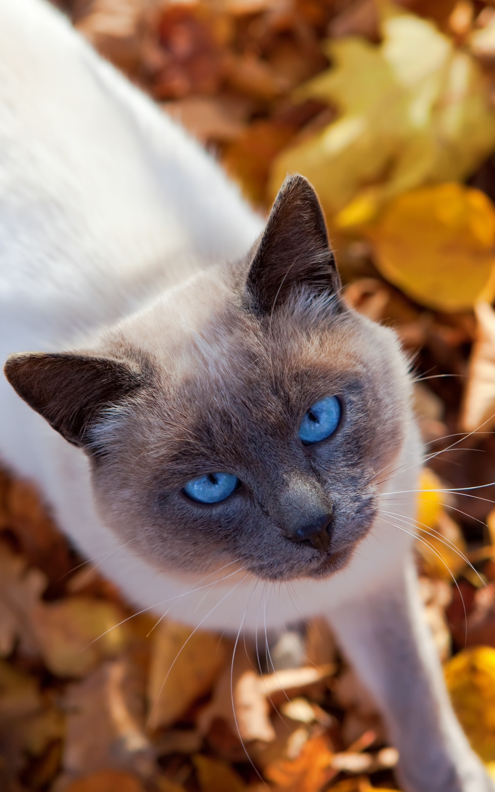 Baixar papel de parede para celular de Animais, Gatos, Gato, Olhar Fixamente gratuito.