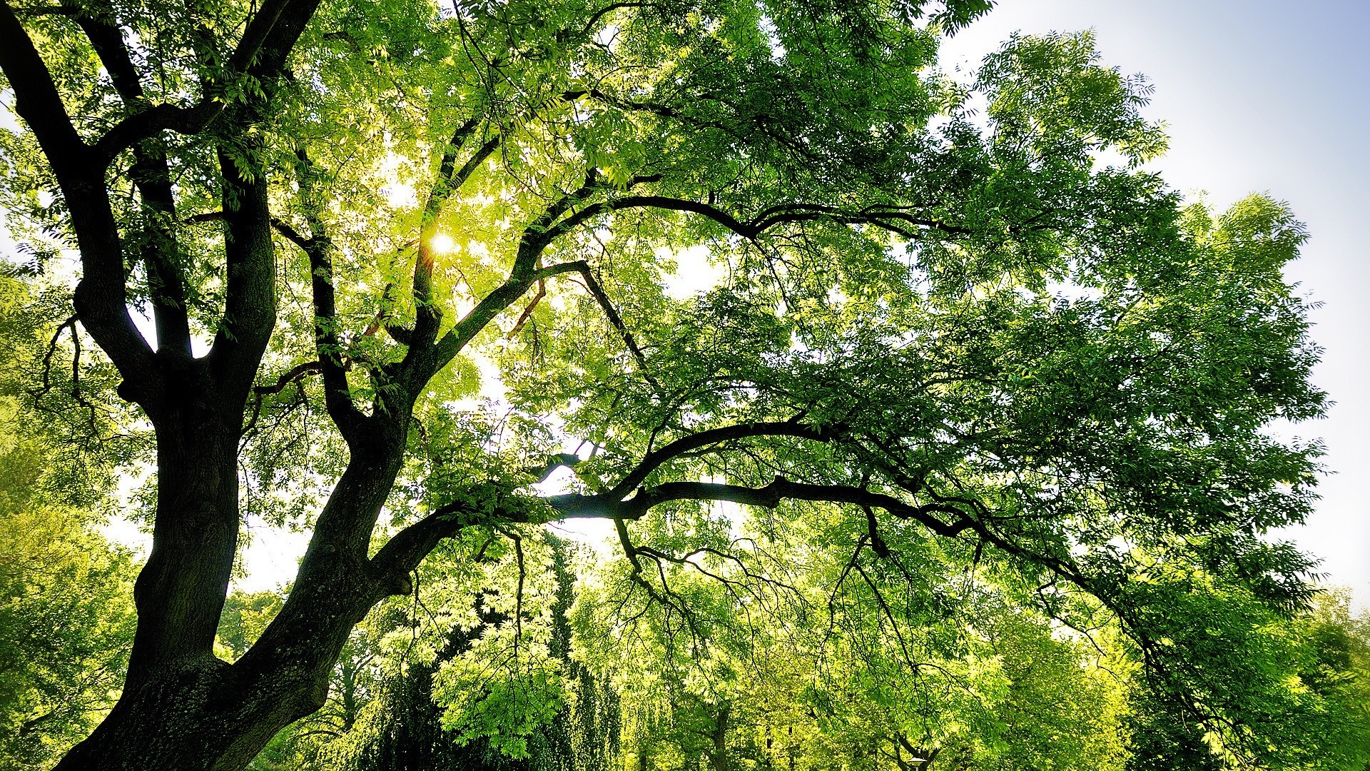 Free download wallpaper Tree, Earth on your PC desktop