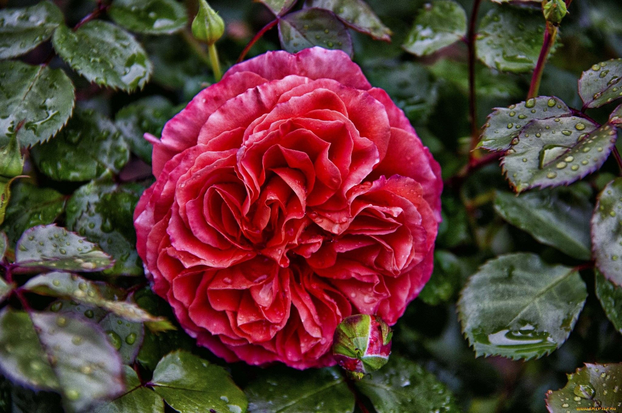 Descarga gratuita de fondo de pantalla para móvil de Flores, Rosa, Tierra/naturaleza.