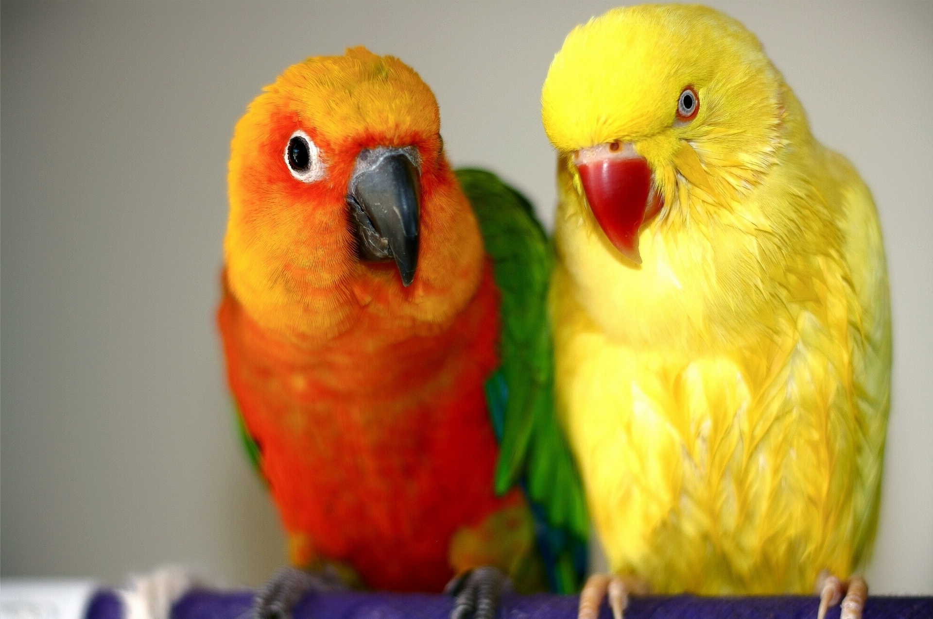 Free download wallpaper Birds, Animal, Parrot on your PC desktop