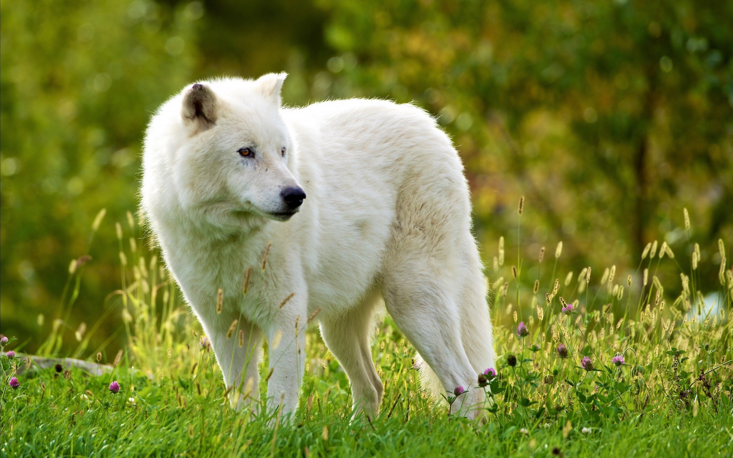 無料モバイル壁紙動物, オオカミ, 花, 狼, 白いオオカミをダウンロードします。