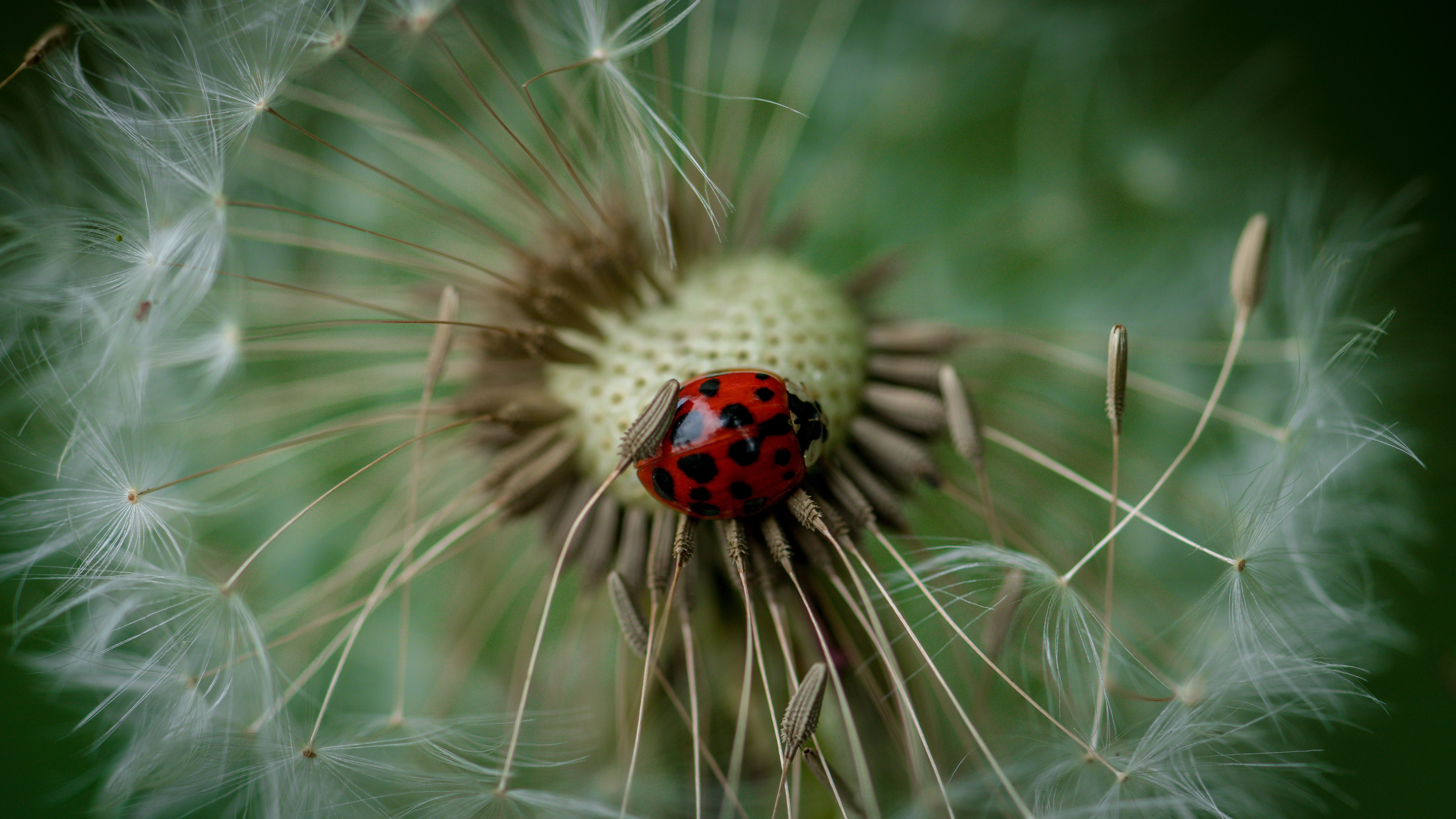 ladybug, macro, insect, ladybird, dandelion