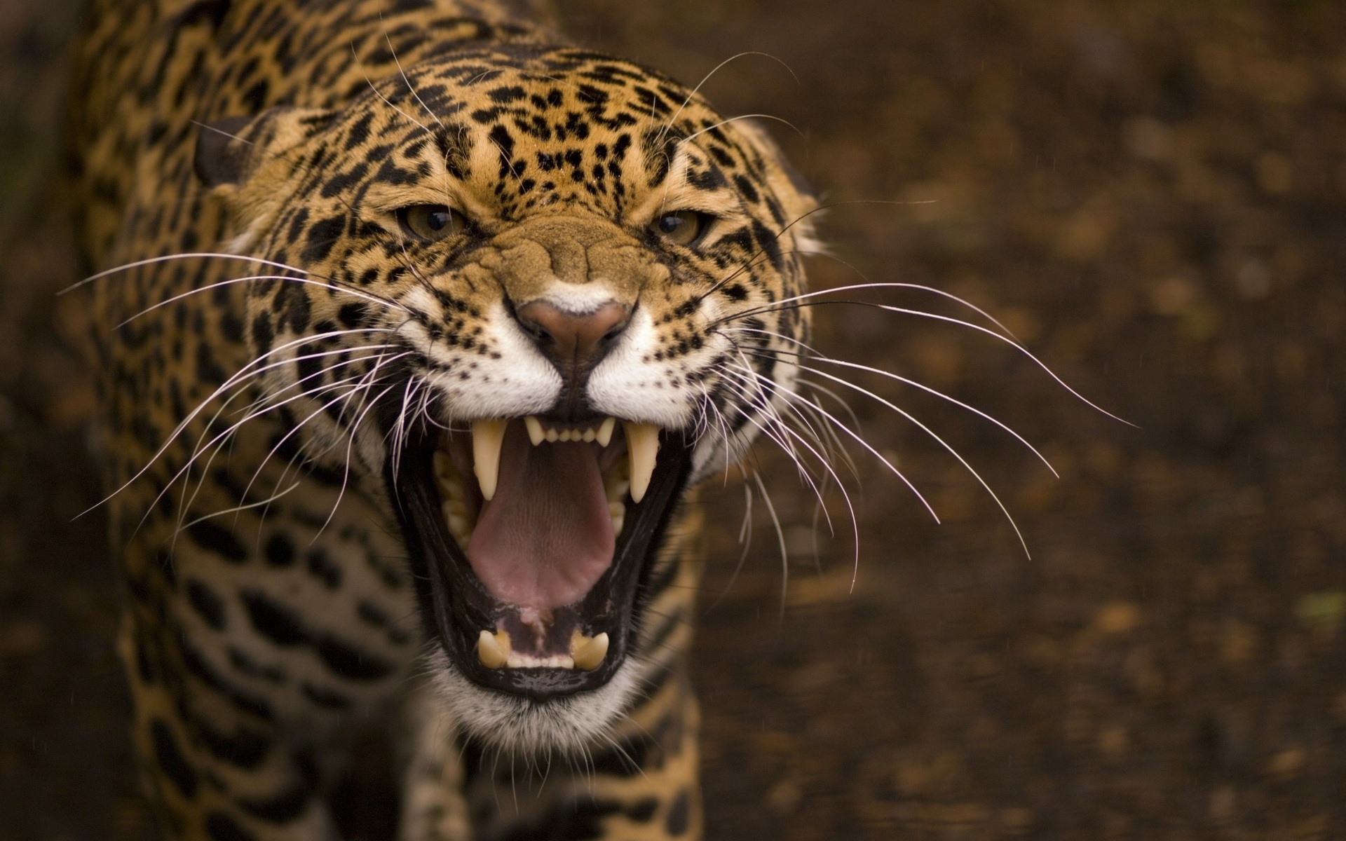 Téléchargez gratuitement l'image Animaux, Jaguar sur le bureau de votre PC