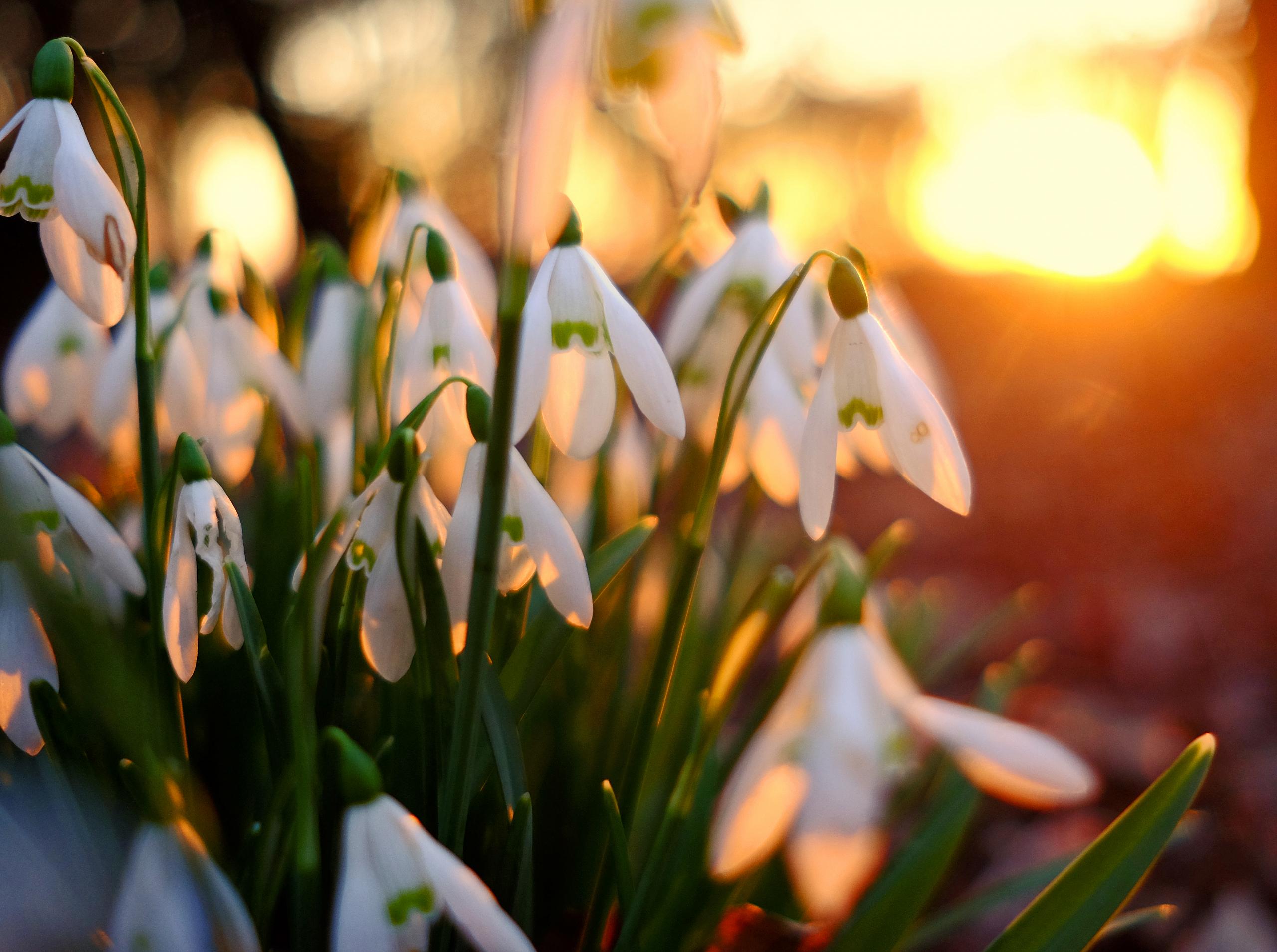 Baixe gratuitamente a imagem Flores, Flor, Primavera, Terra/natureza, Campânula Branca na área de trabalho do seu PC