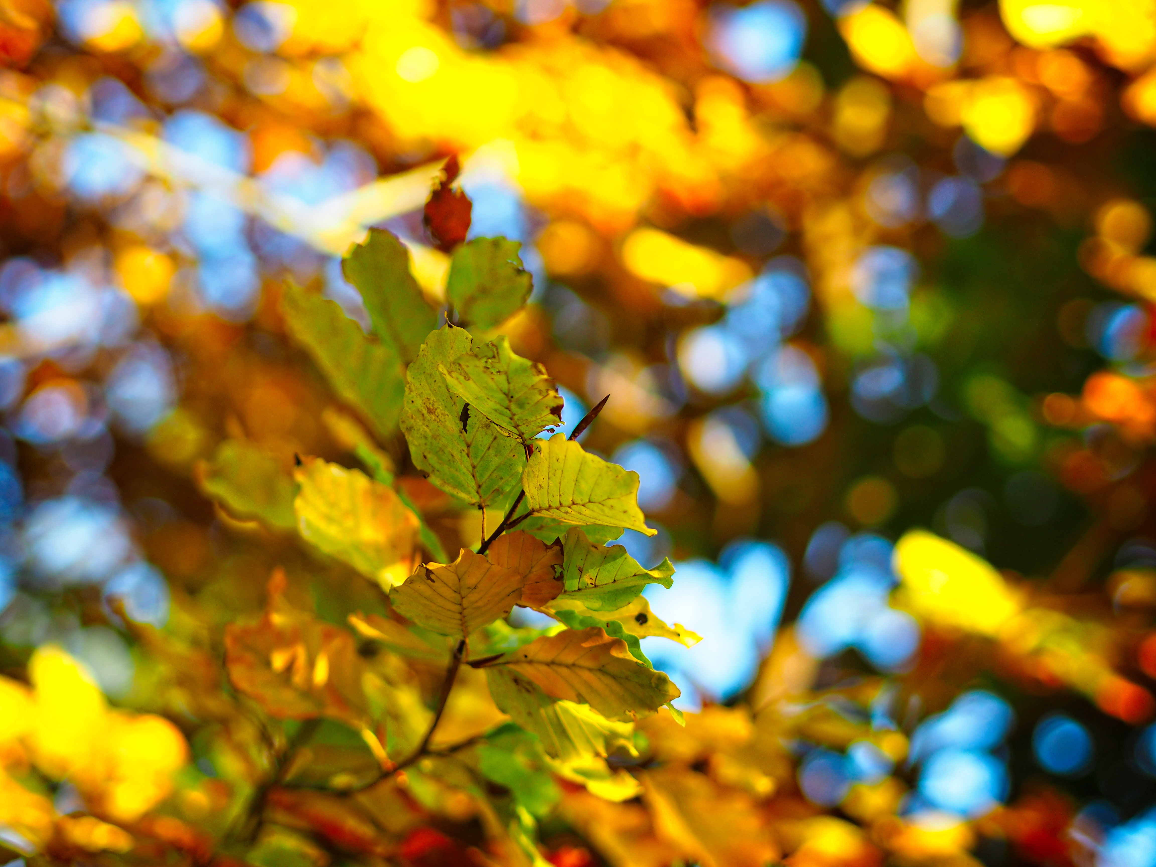 85439 télécharger l'image nature, automne, feuilles, flou, lisse, branche, bokeh, boquet - fonds d'écran et économiseurs d'écran gratuits