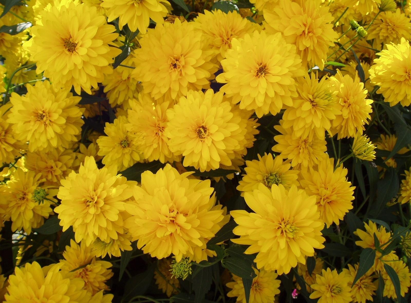 153170 descargar imagen flores, brillante, amarillo, lote, mucho: fondos de pantalla y protectores de pantalla gratis