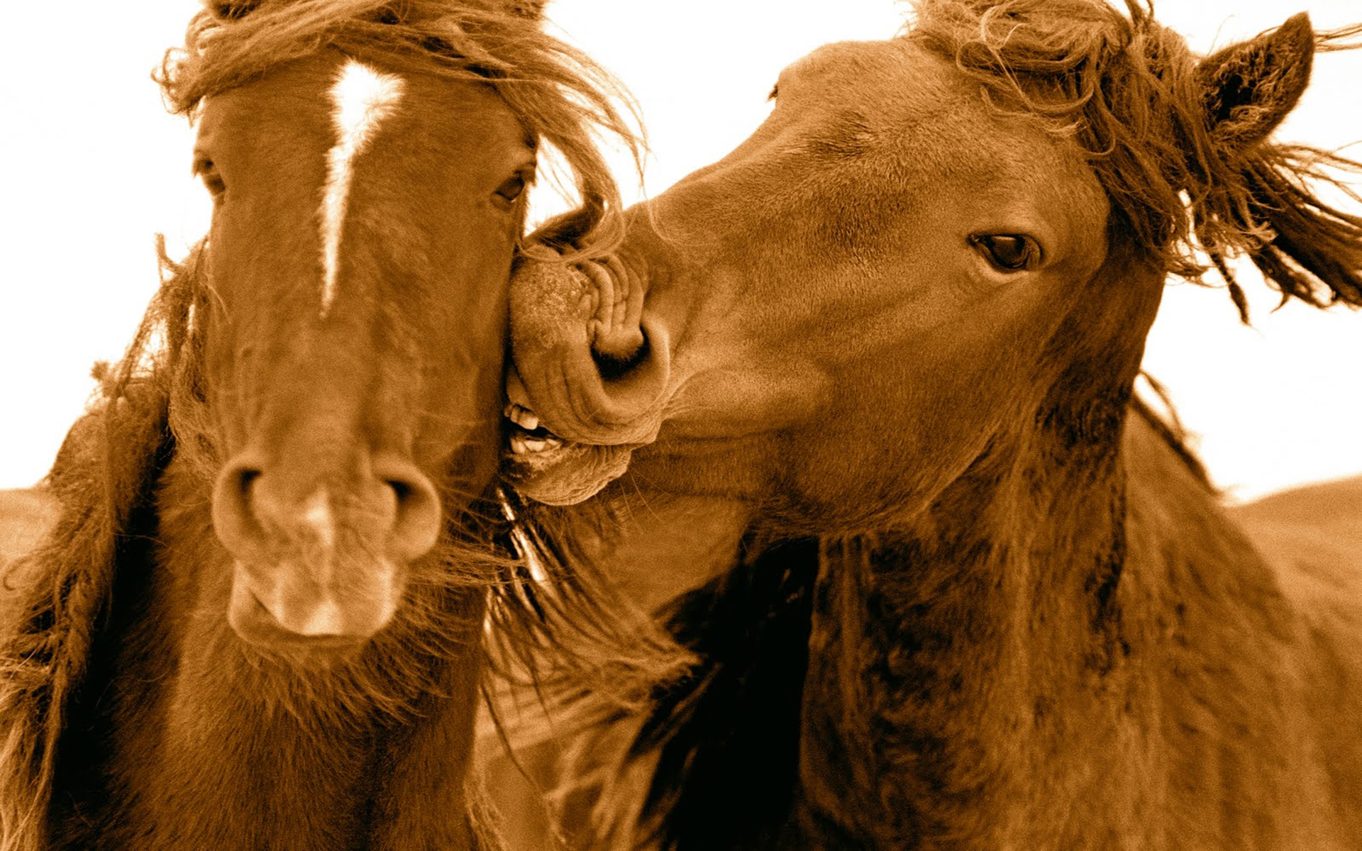 Скачать обои бесплатно Животные, Любовь, Лошадь картинка на рабочий стол ПК