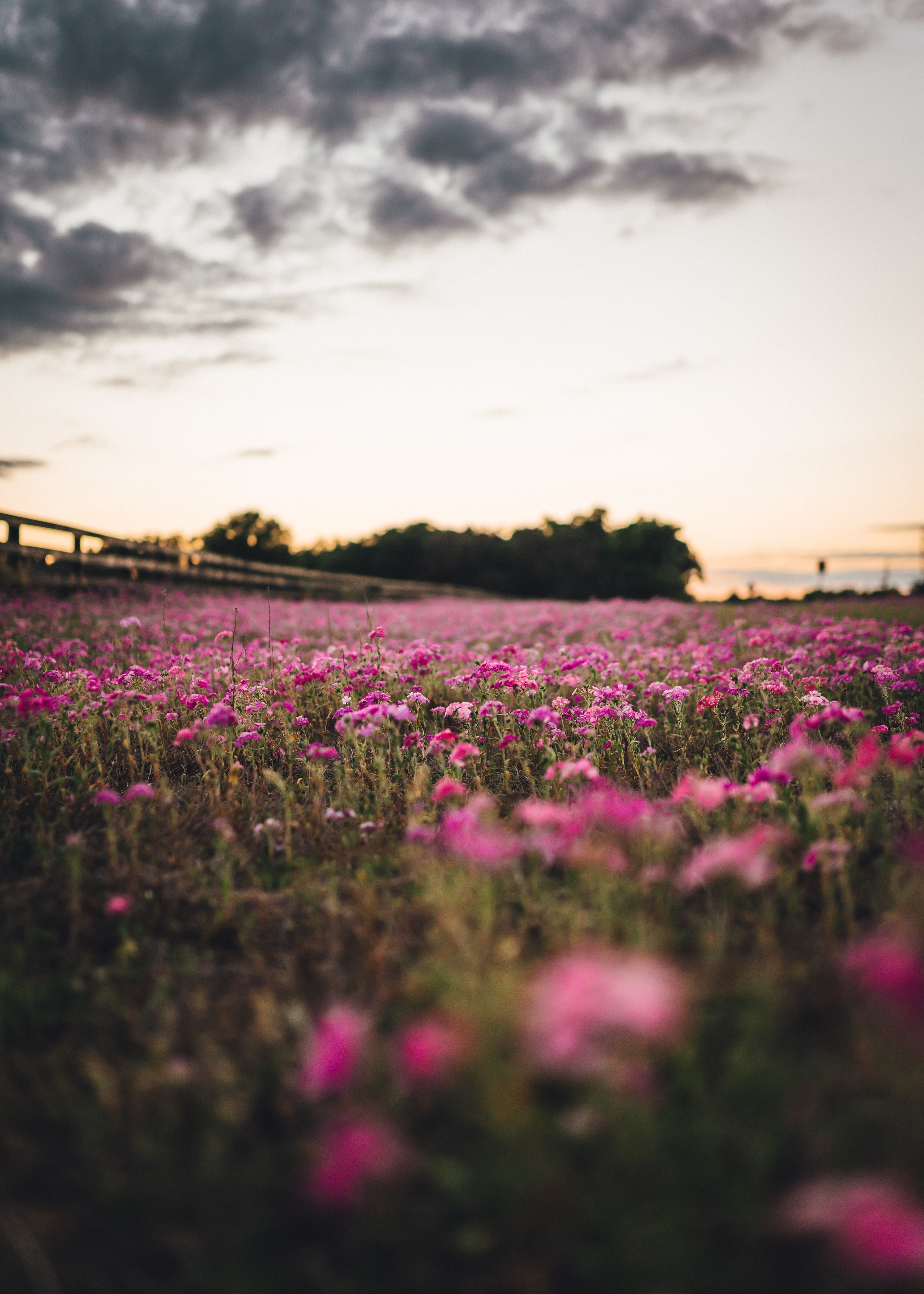 Free download wallpaper Flowers, Trees, Nature, Field on your PC desktop