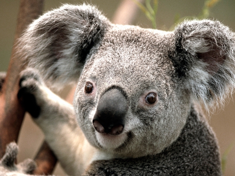 41186 скачать обои коалы, животные - заставки и картинки бесплатно