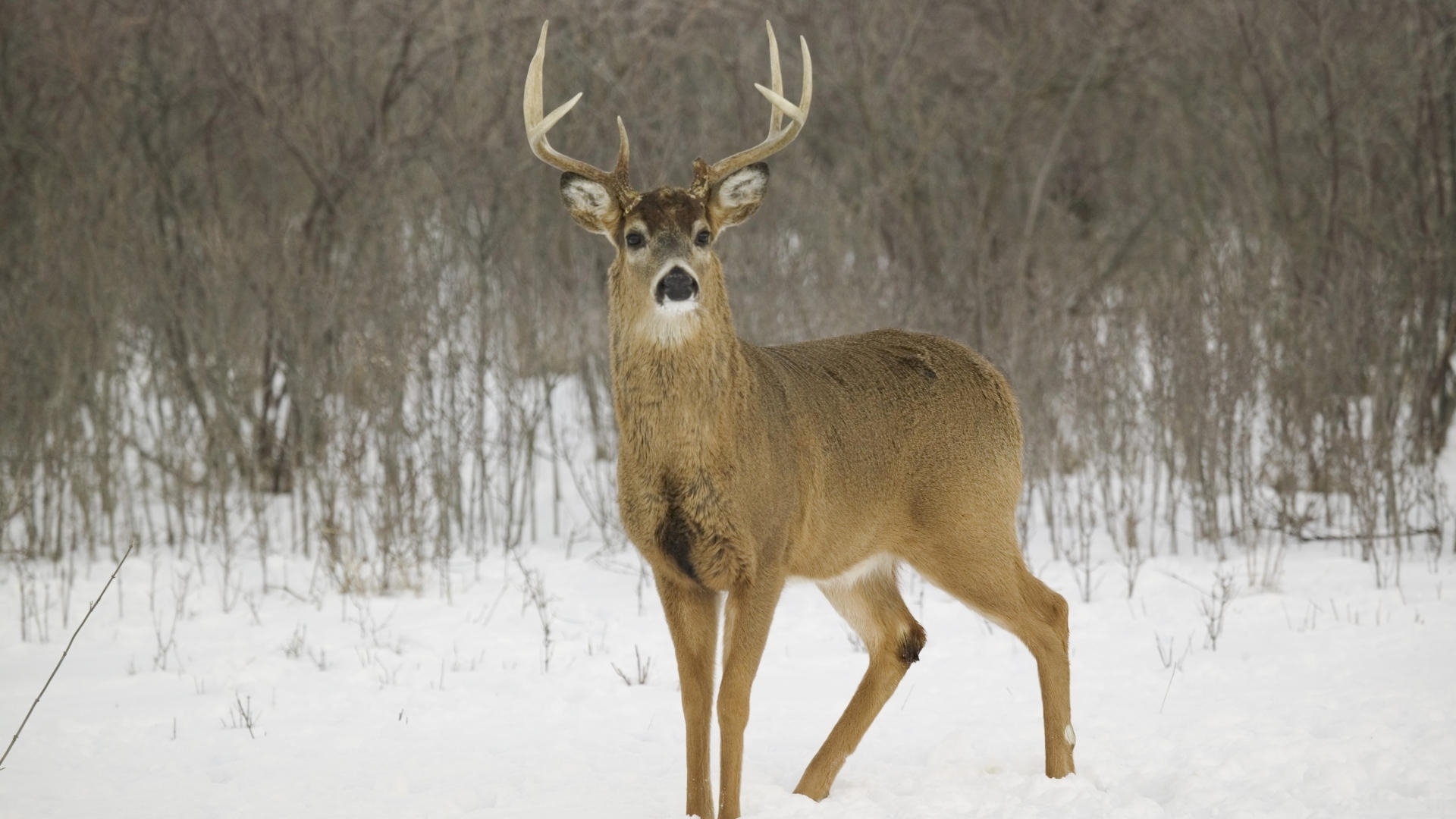 deers, animals Smartphone Background