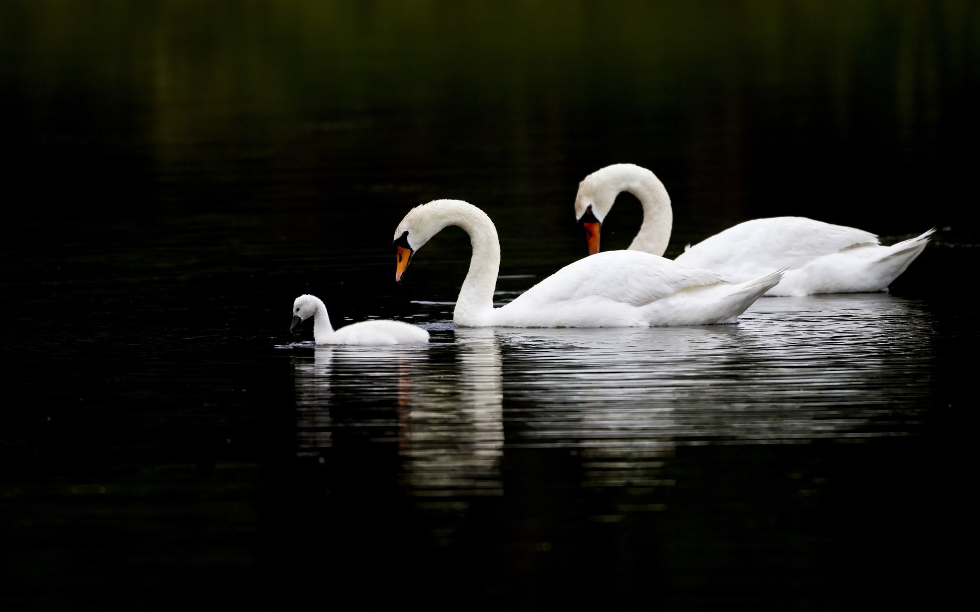 Laden Sie das Tiere, Höckerschwan-Bild kostenlos auf Ihren PC-Desktop herunter