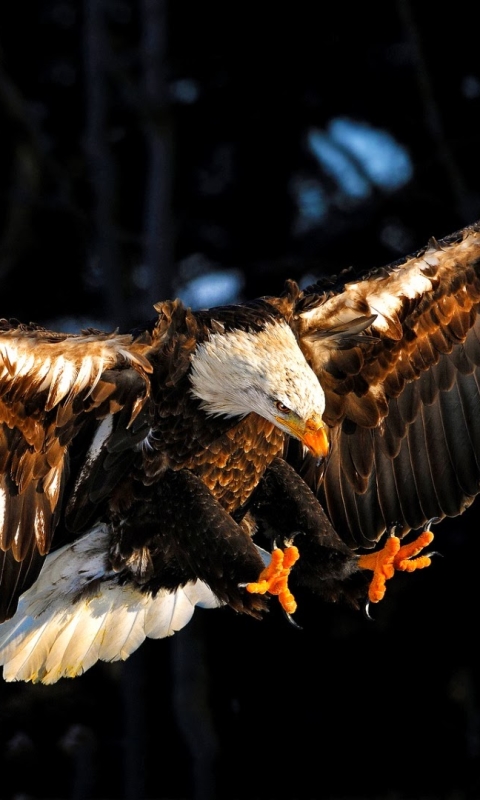 無料モバイル壁紙動物, 鳥, 鷲, 爪, 白頭ワシ, 飛行をダウンロードします。