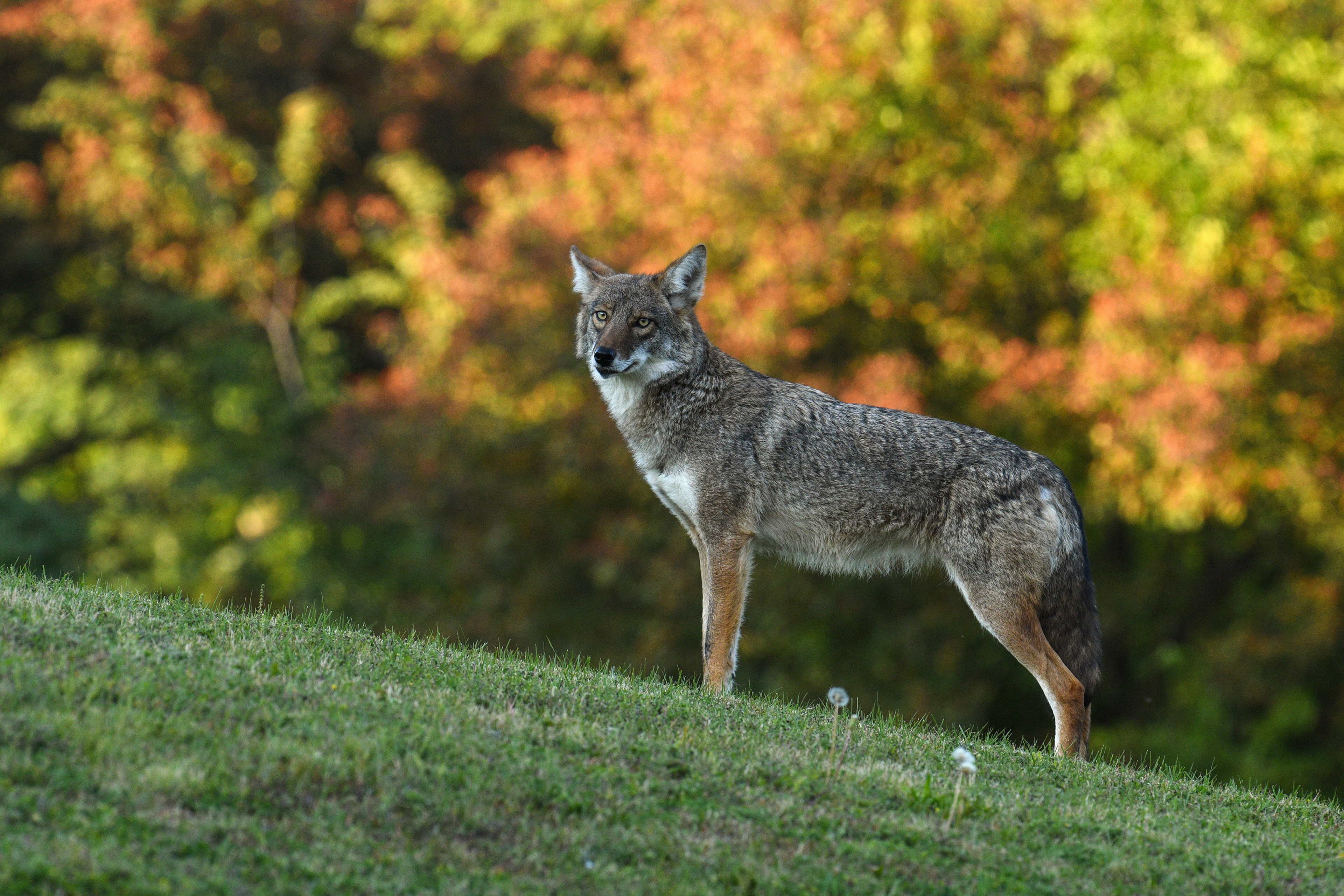 926614 Bild herunterladen tiere, koyote, wolf - Hintergrundbilder und Bildschirmschoner kostenlos